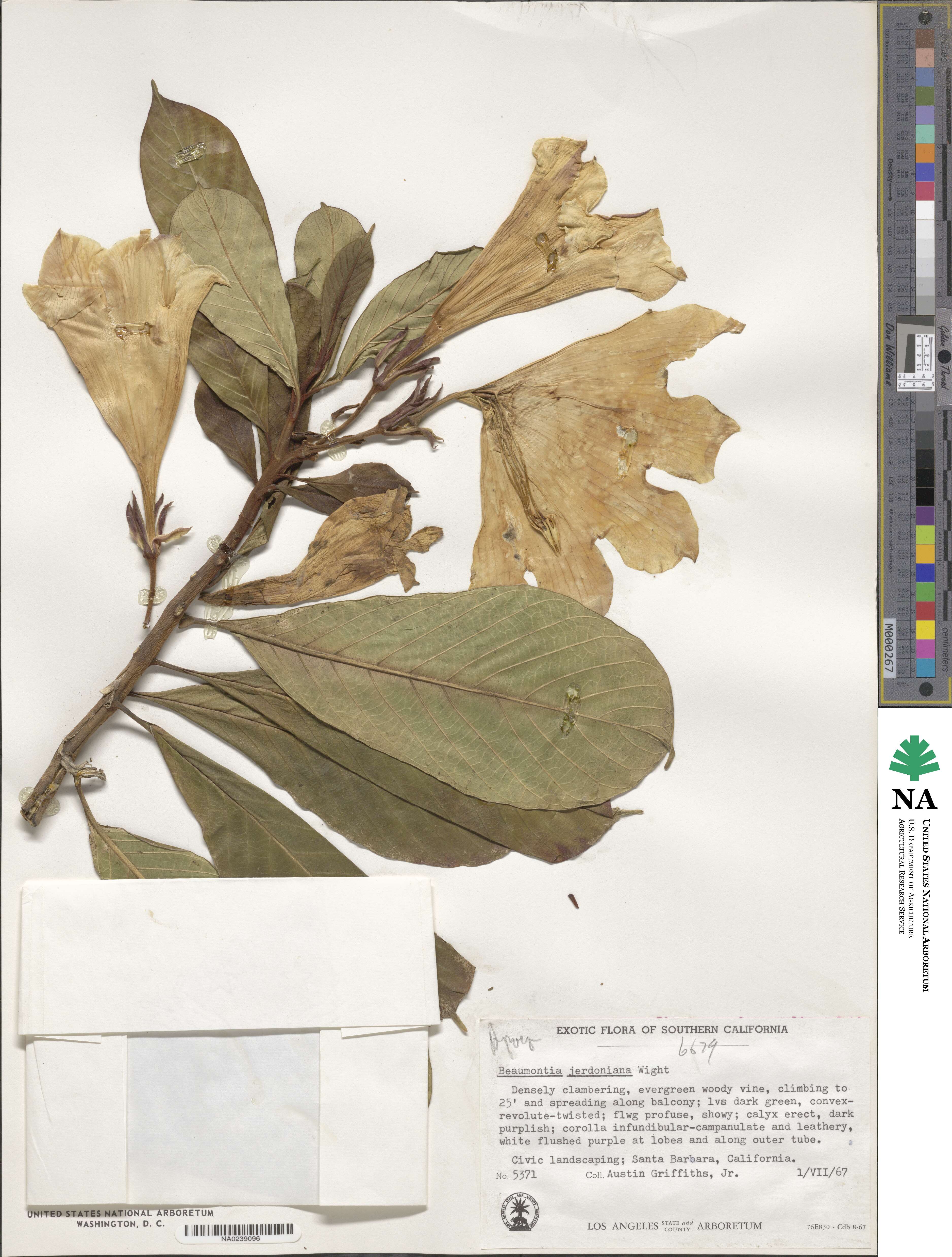 Beaumontia jerdoniana image