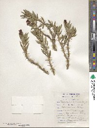 Image of Pachypodium bispinosum