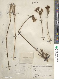 Image of Pachypodium rosulatum