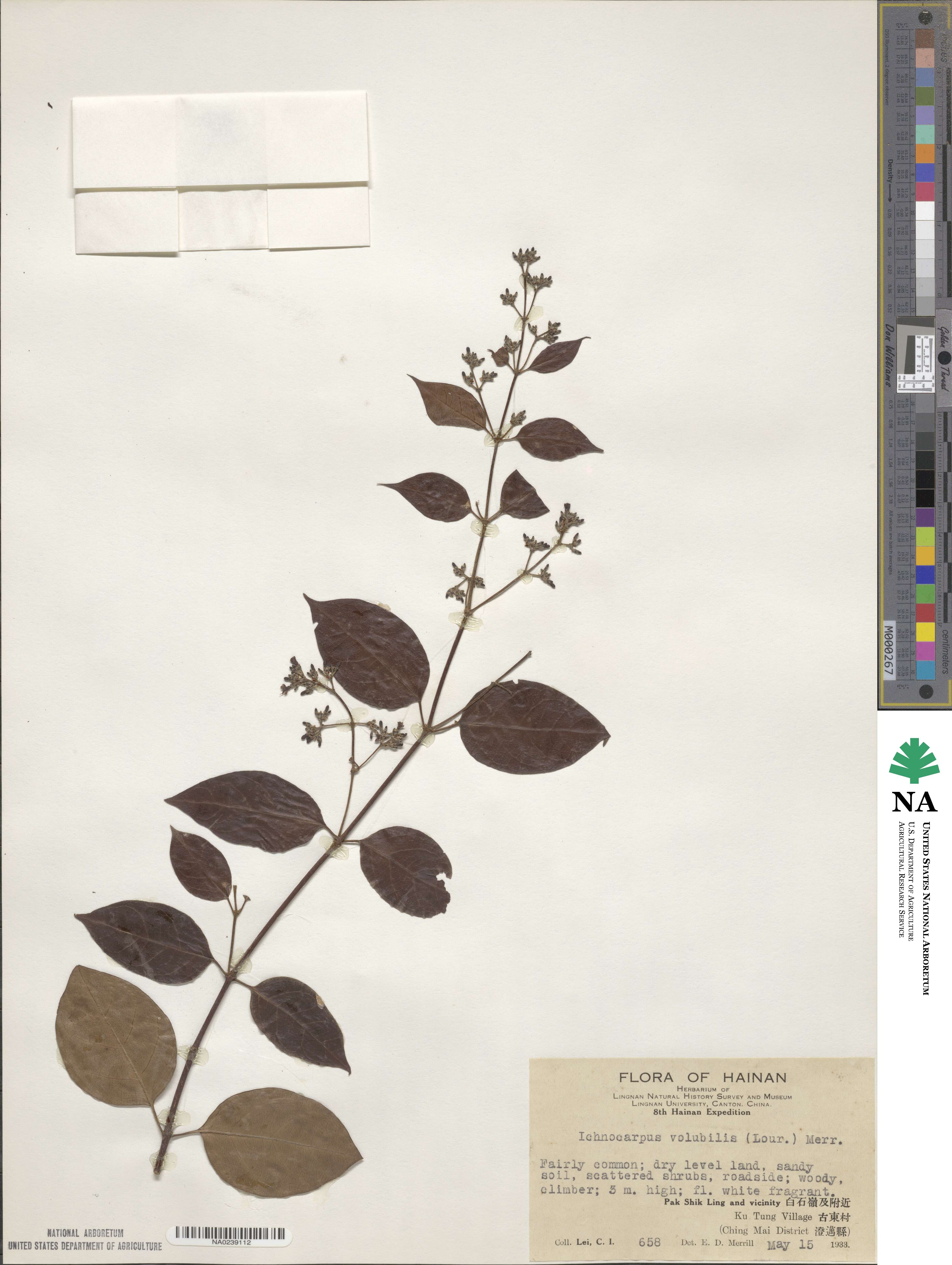 Ichnocarpus frutescens image