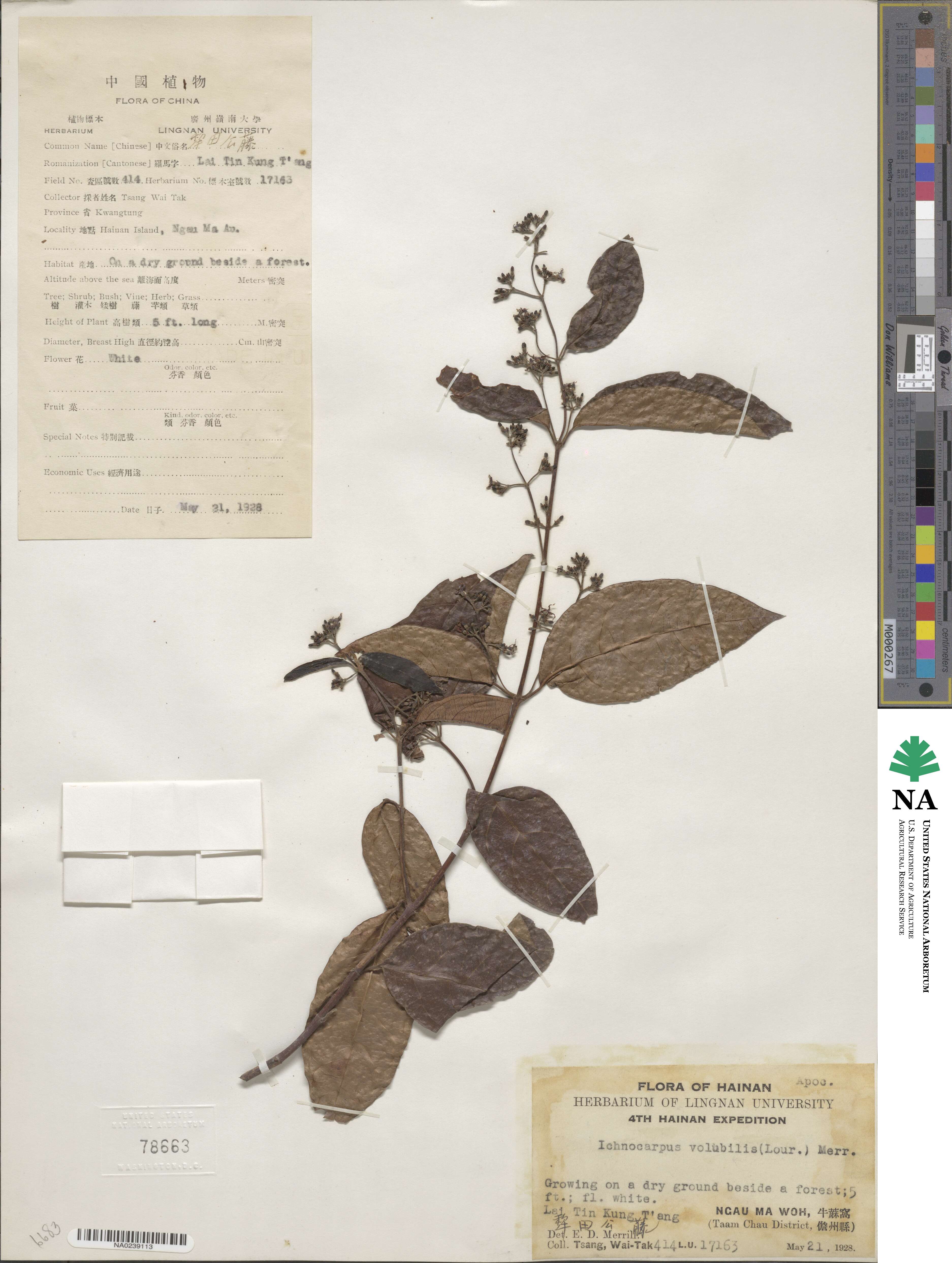Ichnocarpus frutescens image