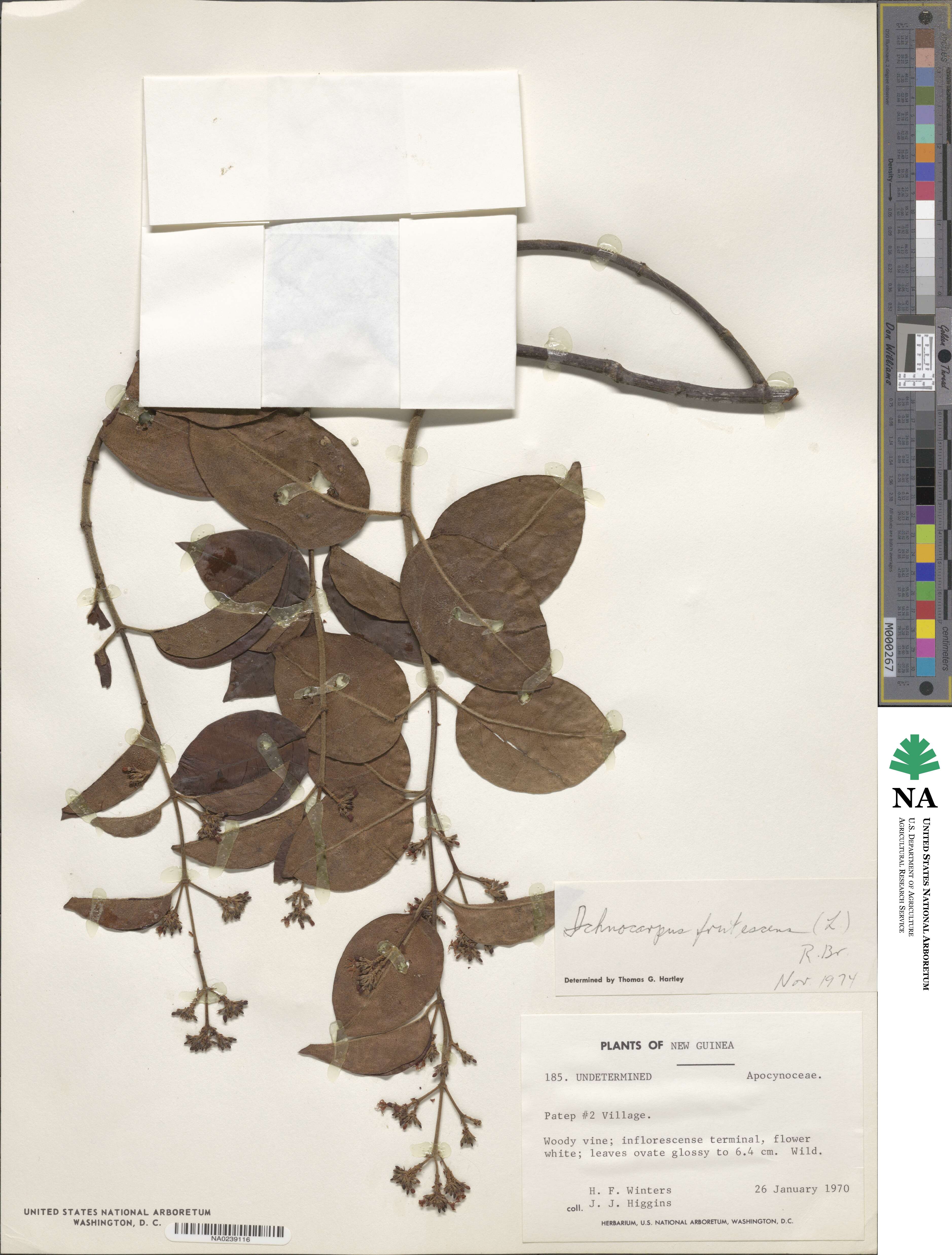 Ichnocarpus frutescens image