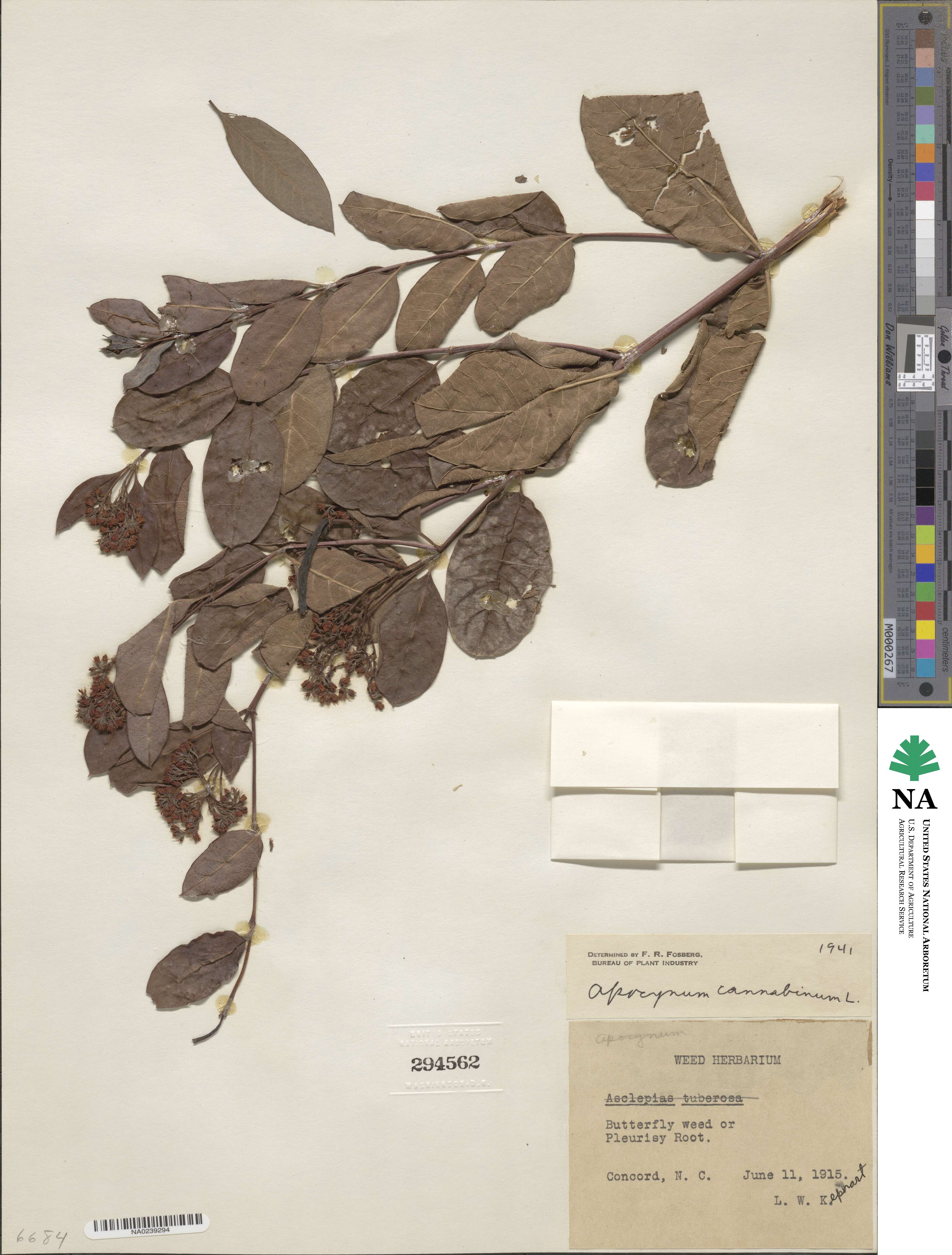 Apocynum cannabinum image