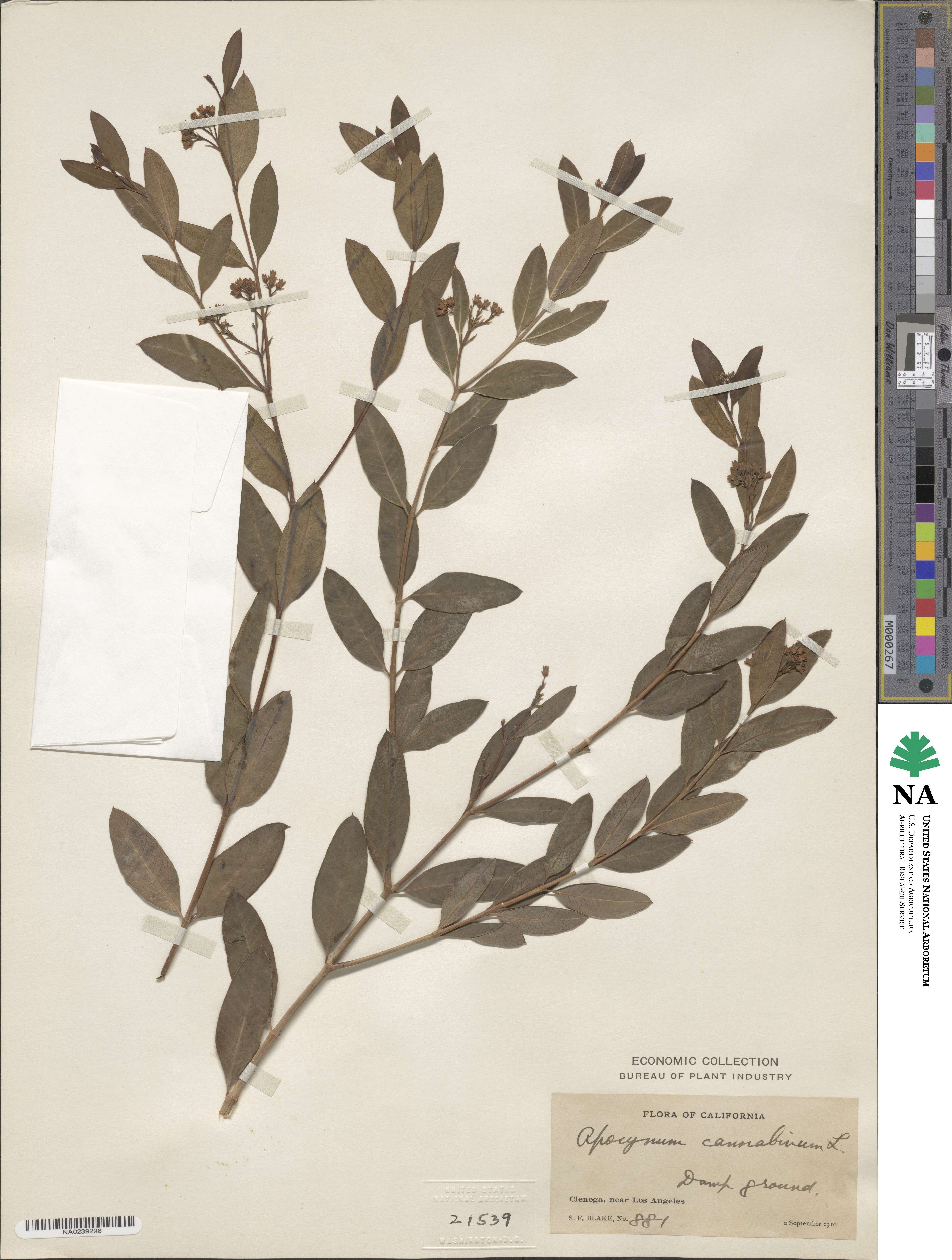 Apocynum cannabinum image