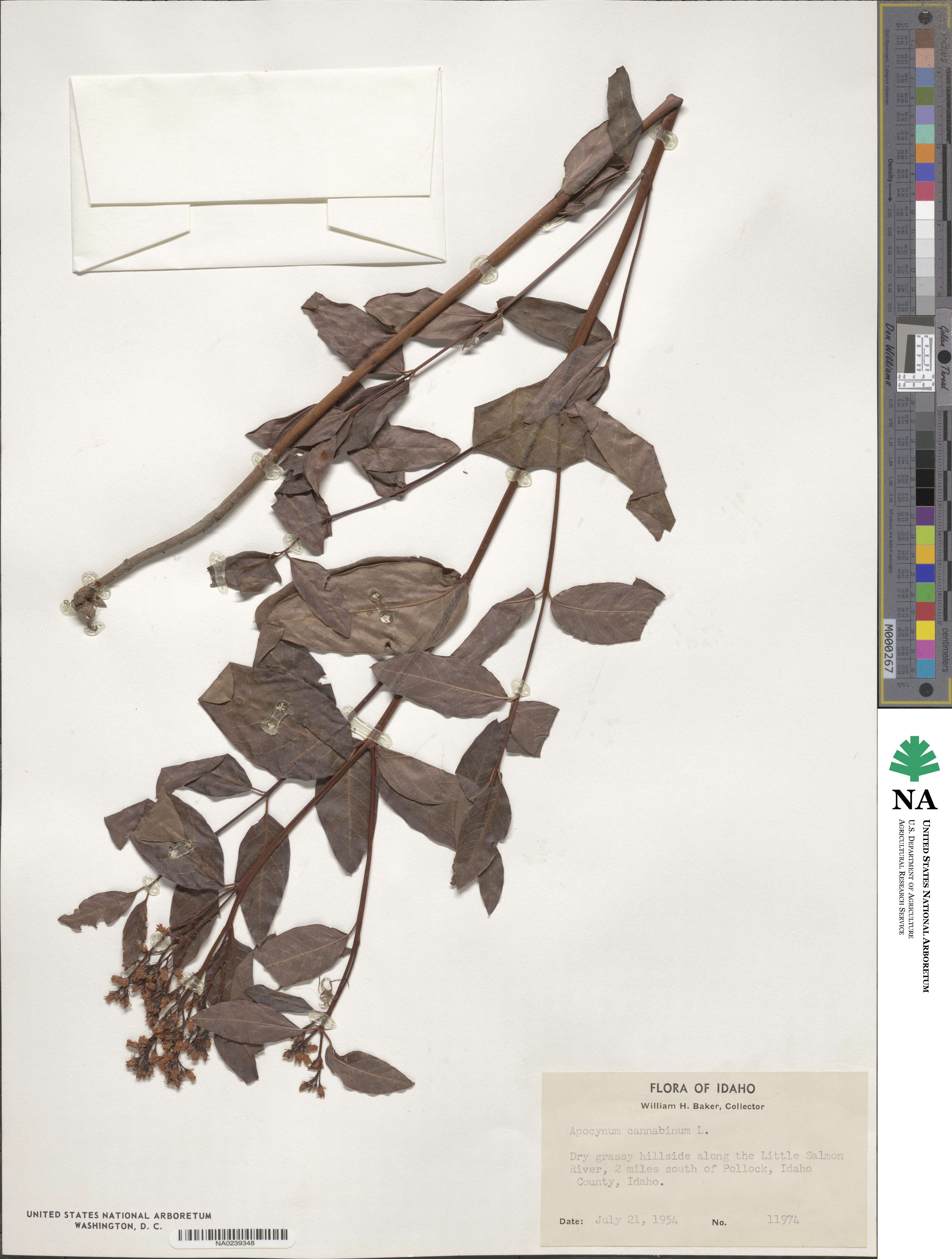 Apocynum cannabinum image