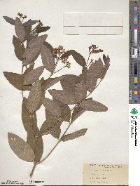 Image of Apocynum medium