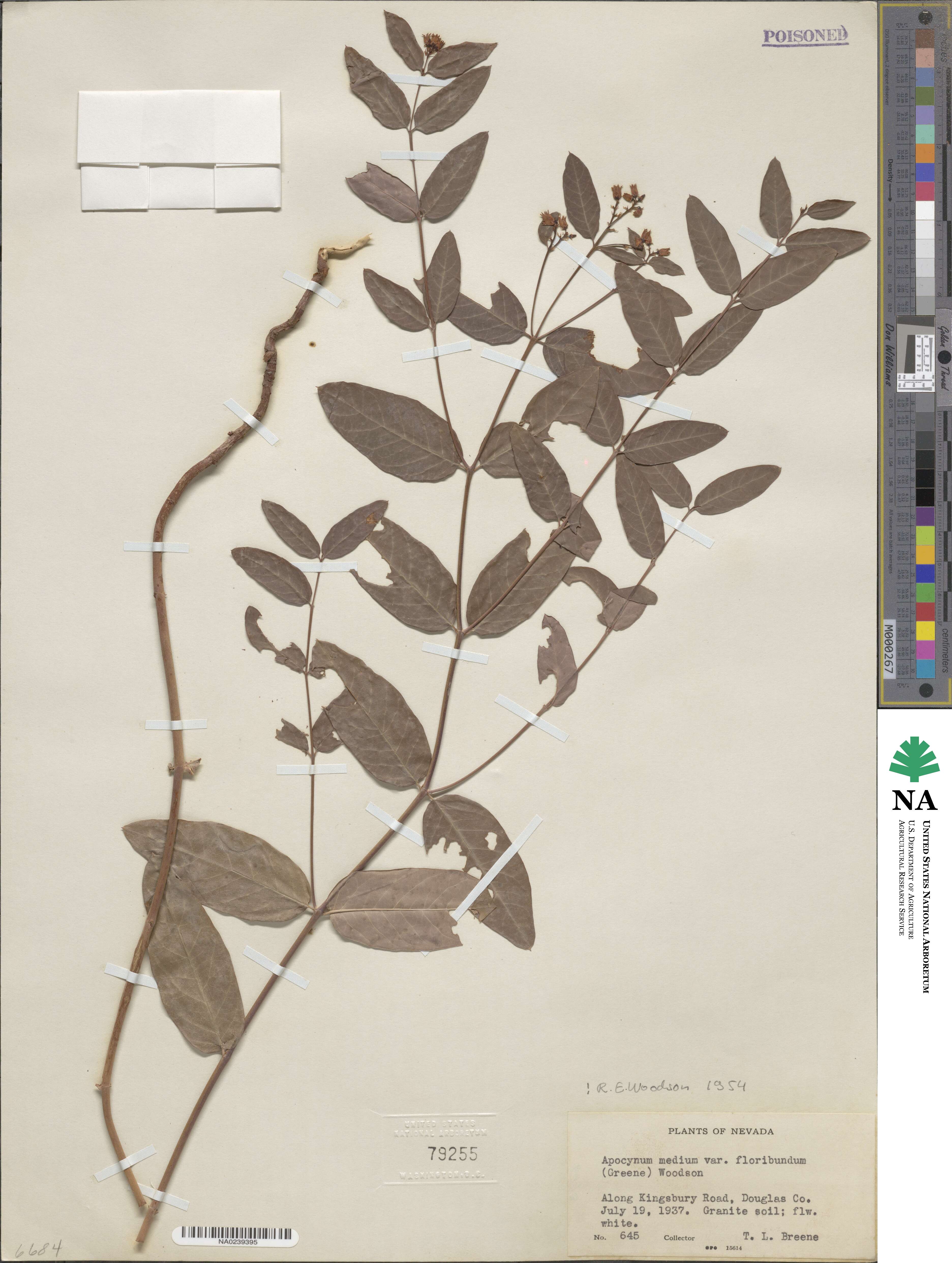 Apocynum medium var. floribundum image