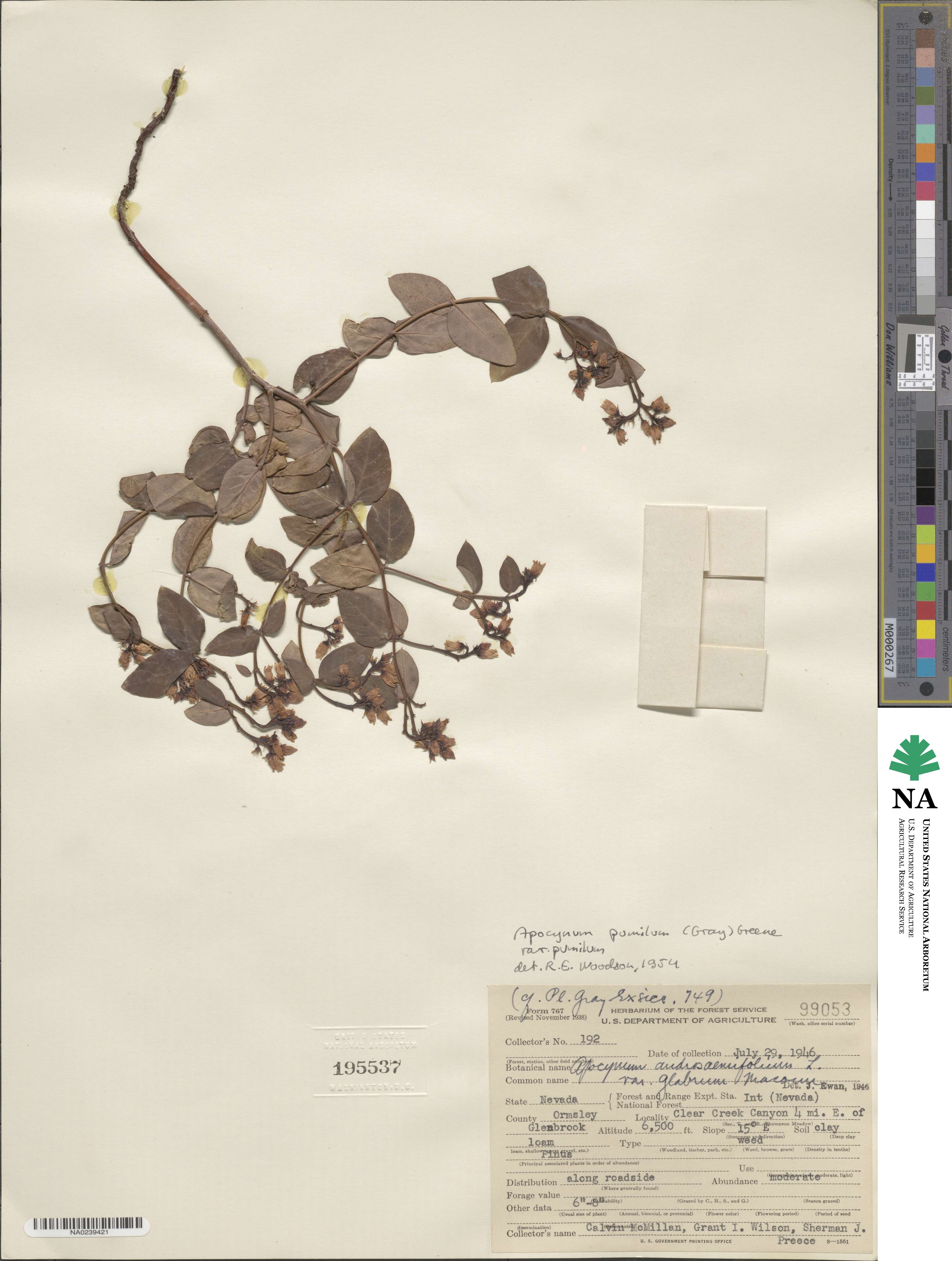 Apocynum androsaemifolium image