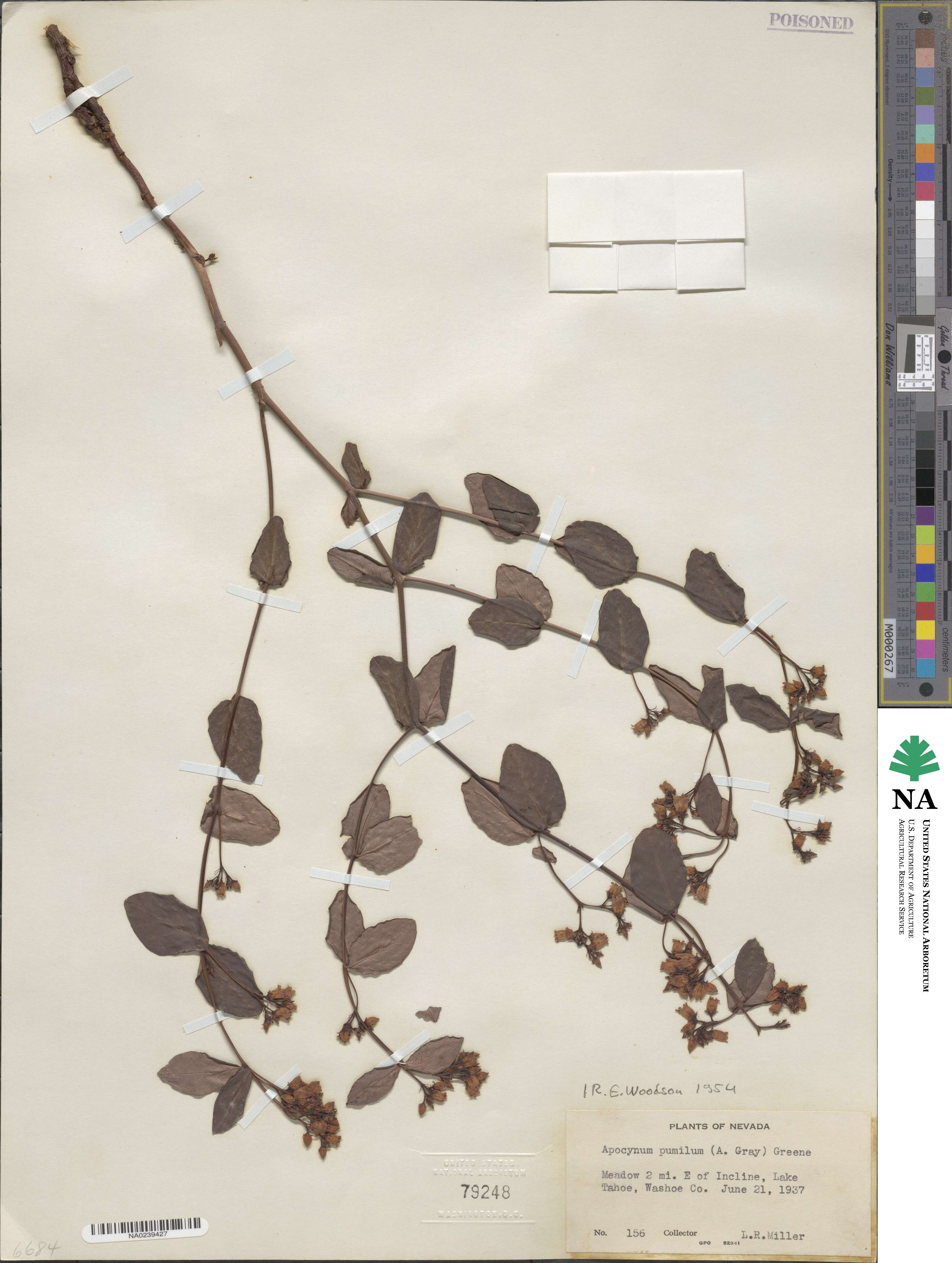 Apocynum androsaemifolium subsp. pumilum image