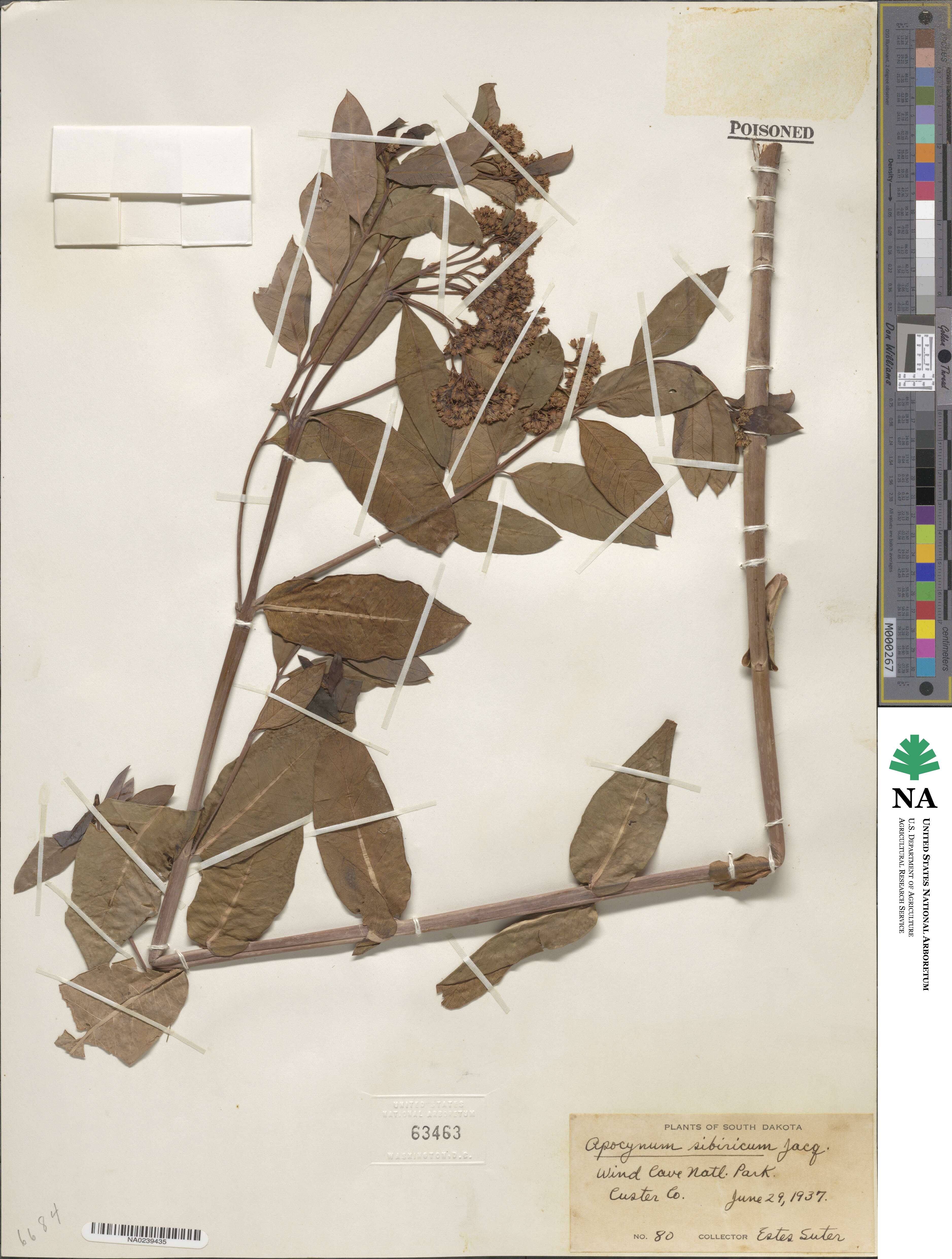 Apocynum sibiricum image