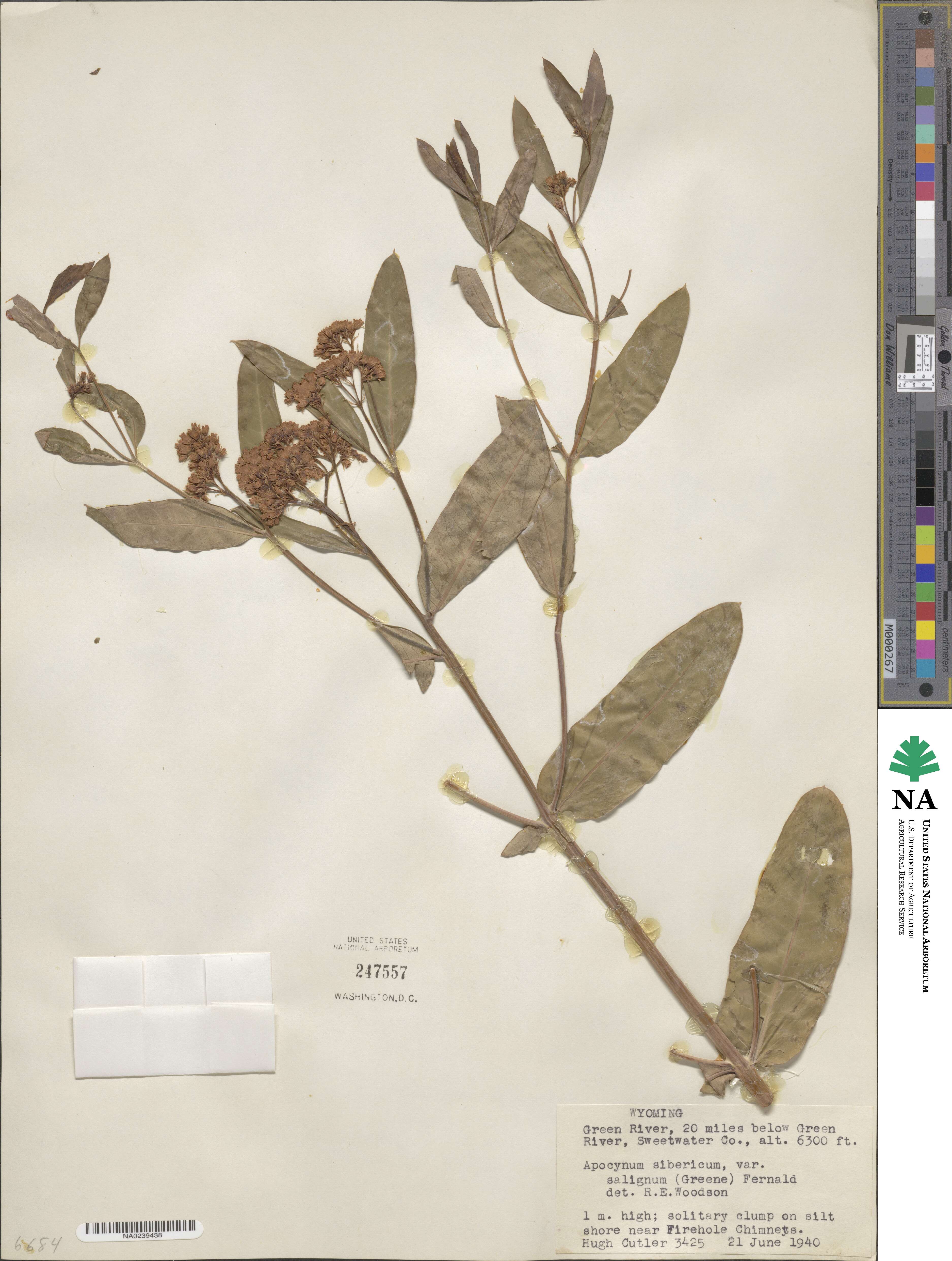 Apocynum cannabinum image