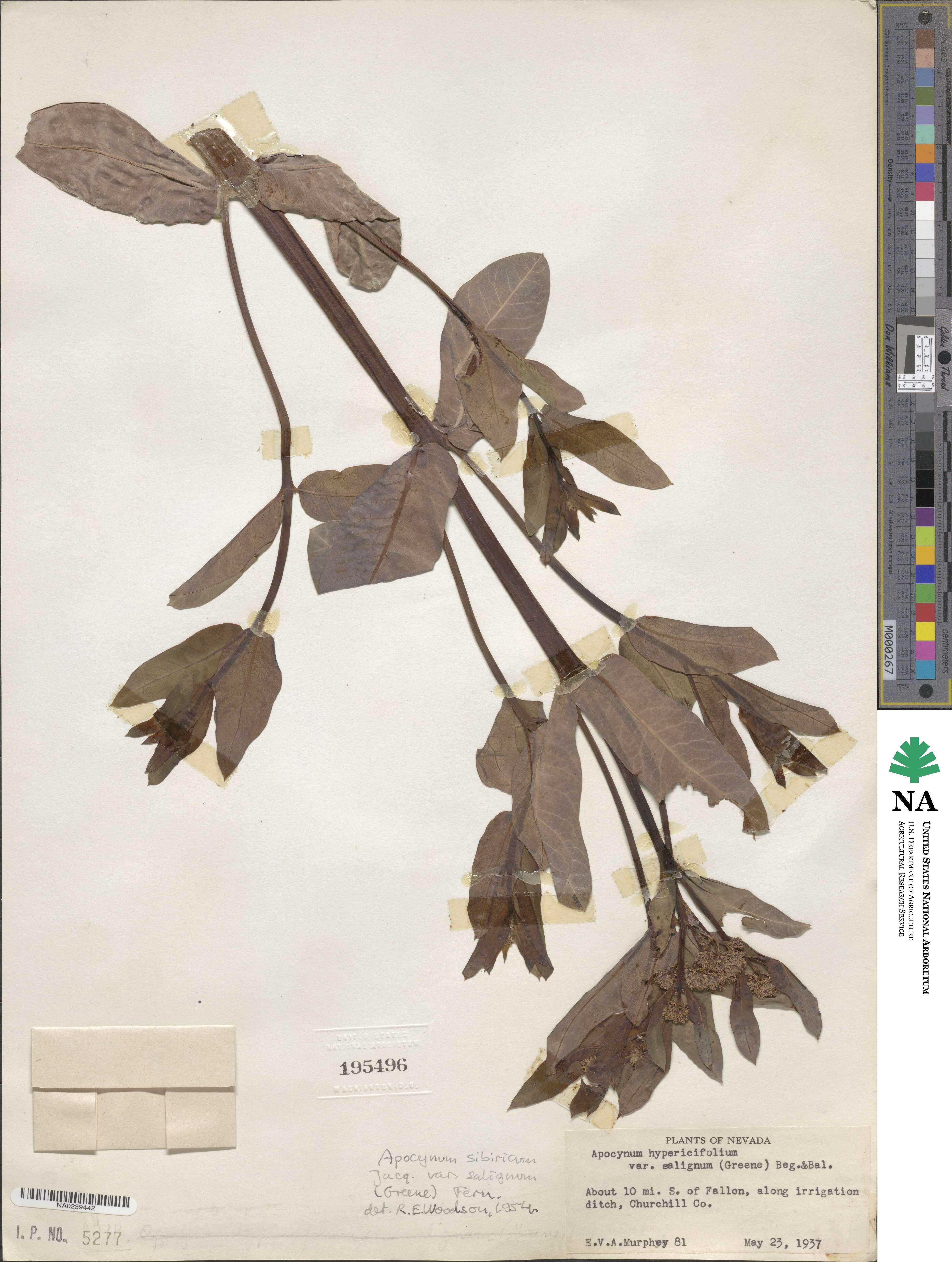 Apocynum cannabinum image