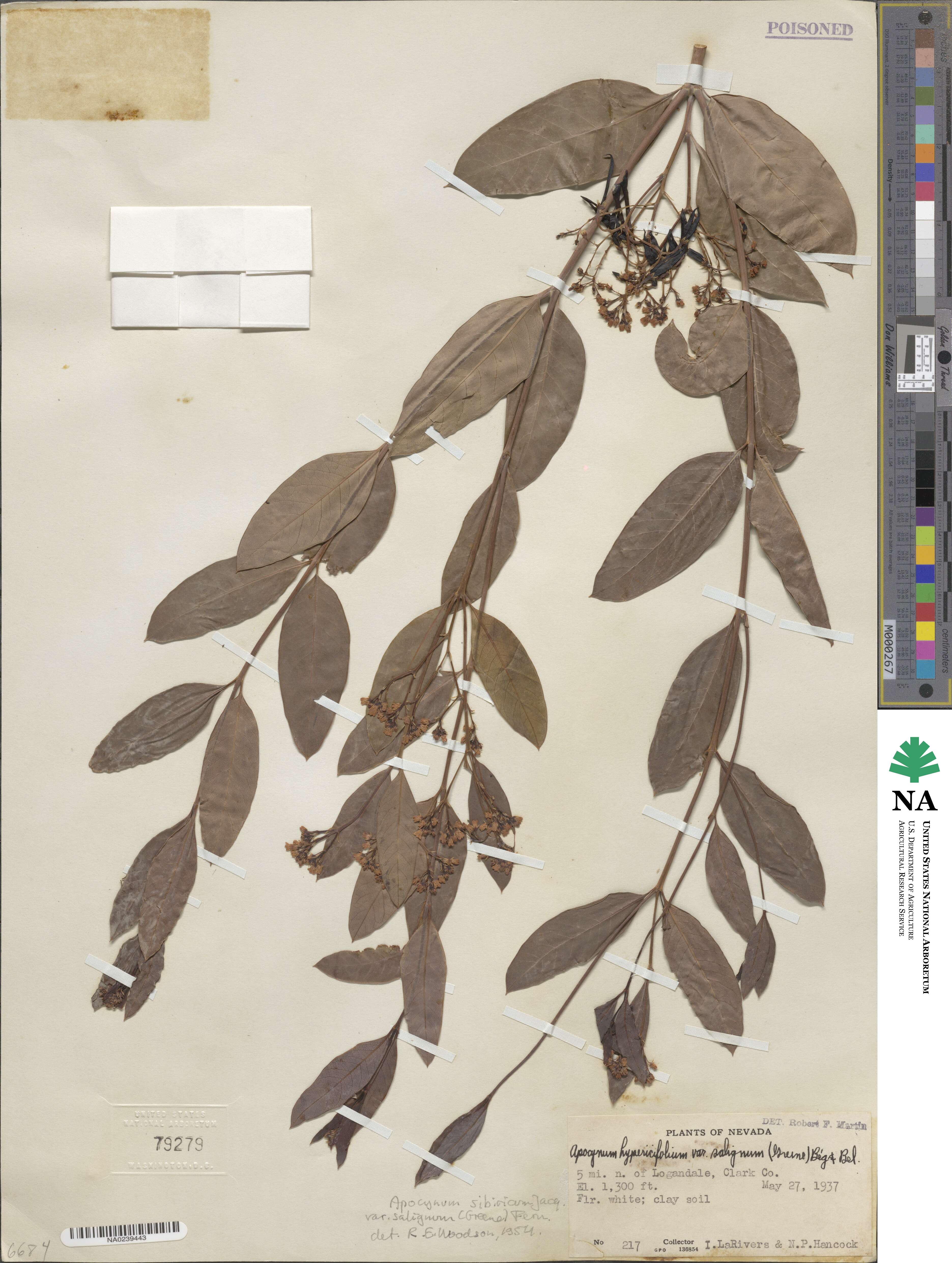 Apocynum cannabinum image