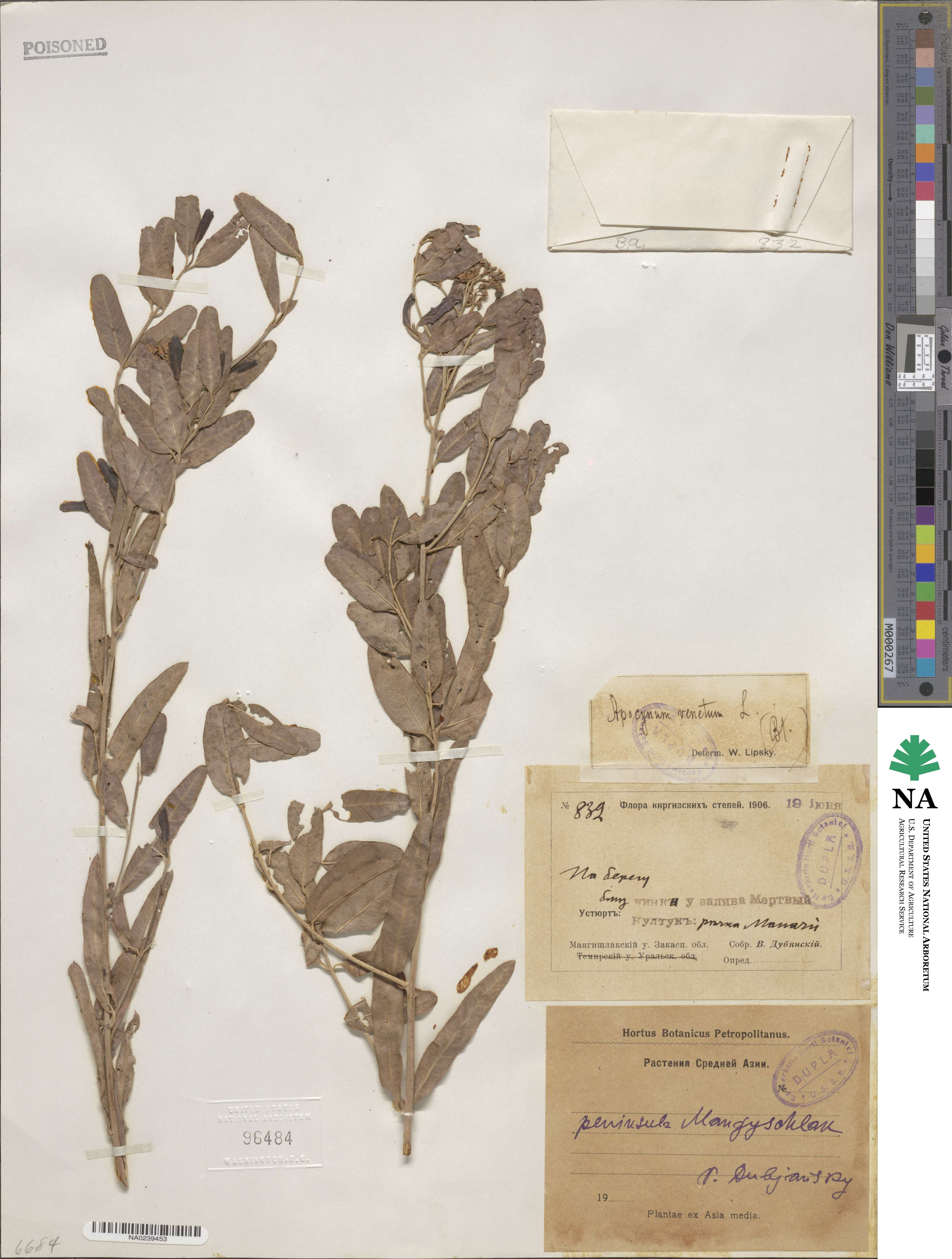 Apocynum venetum image