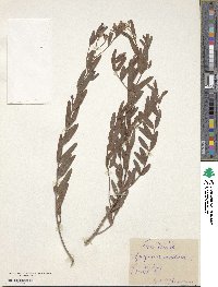 Apocynum venetum image