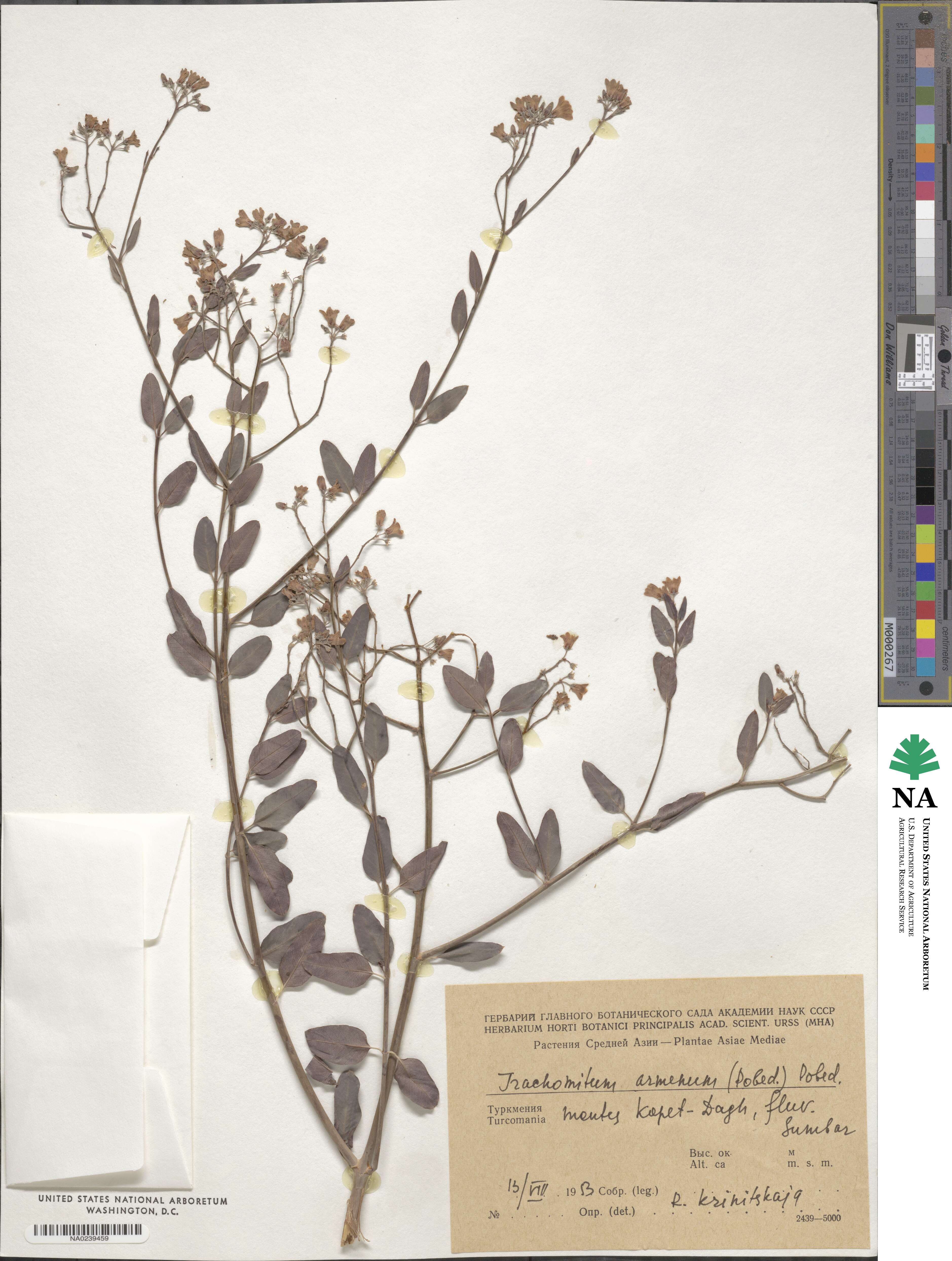 Poacynum armenum image