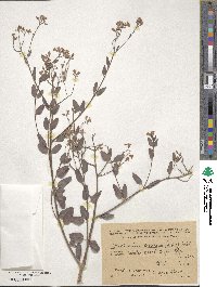 Image of Poacynum armenum