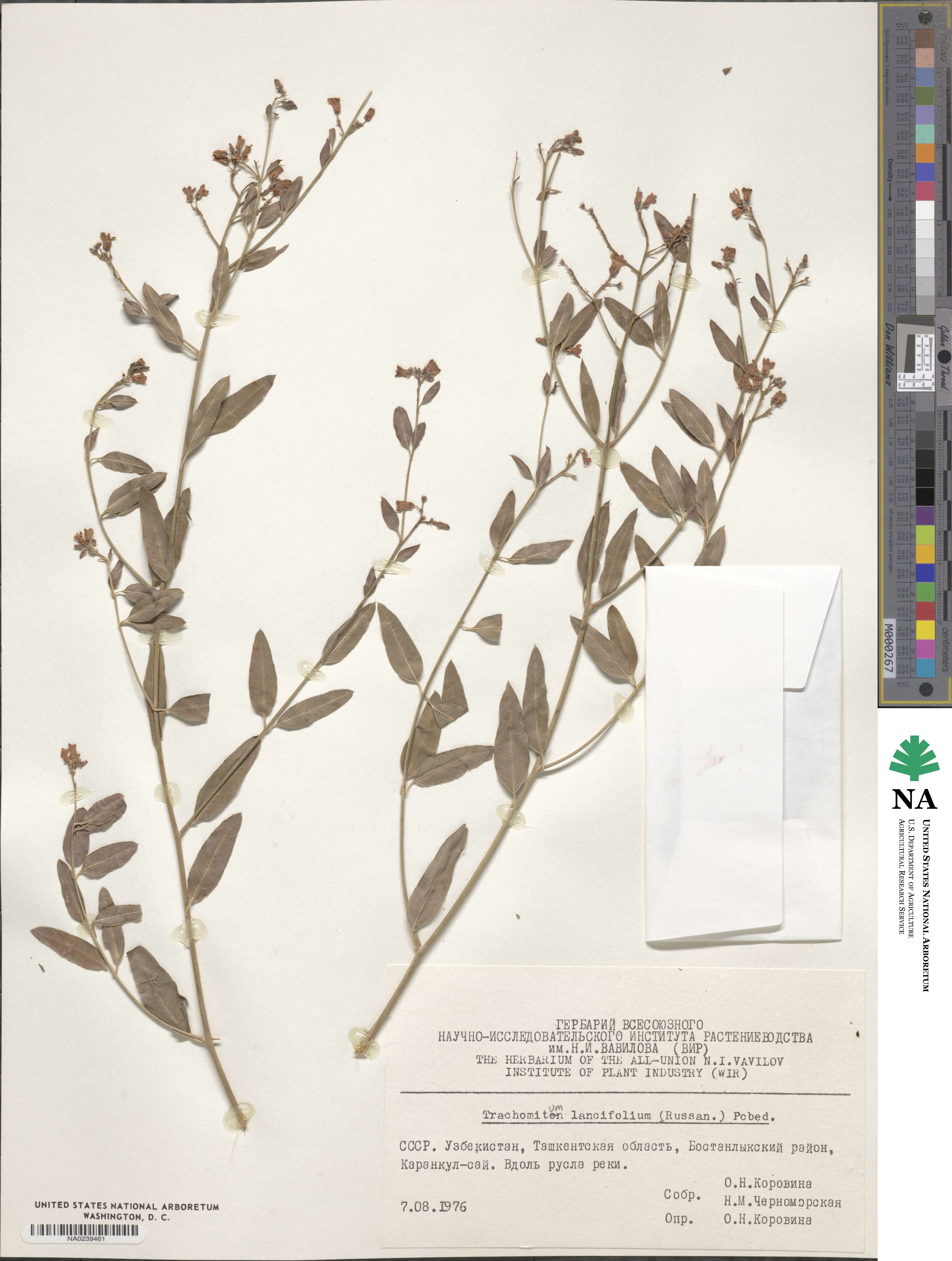 Poacynum lancifolium image