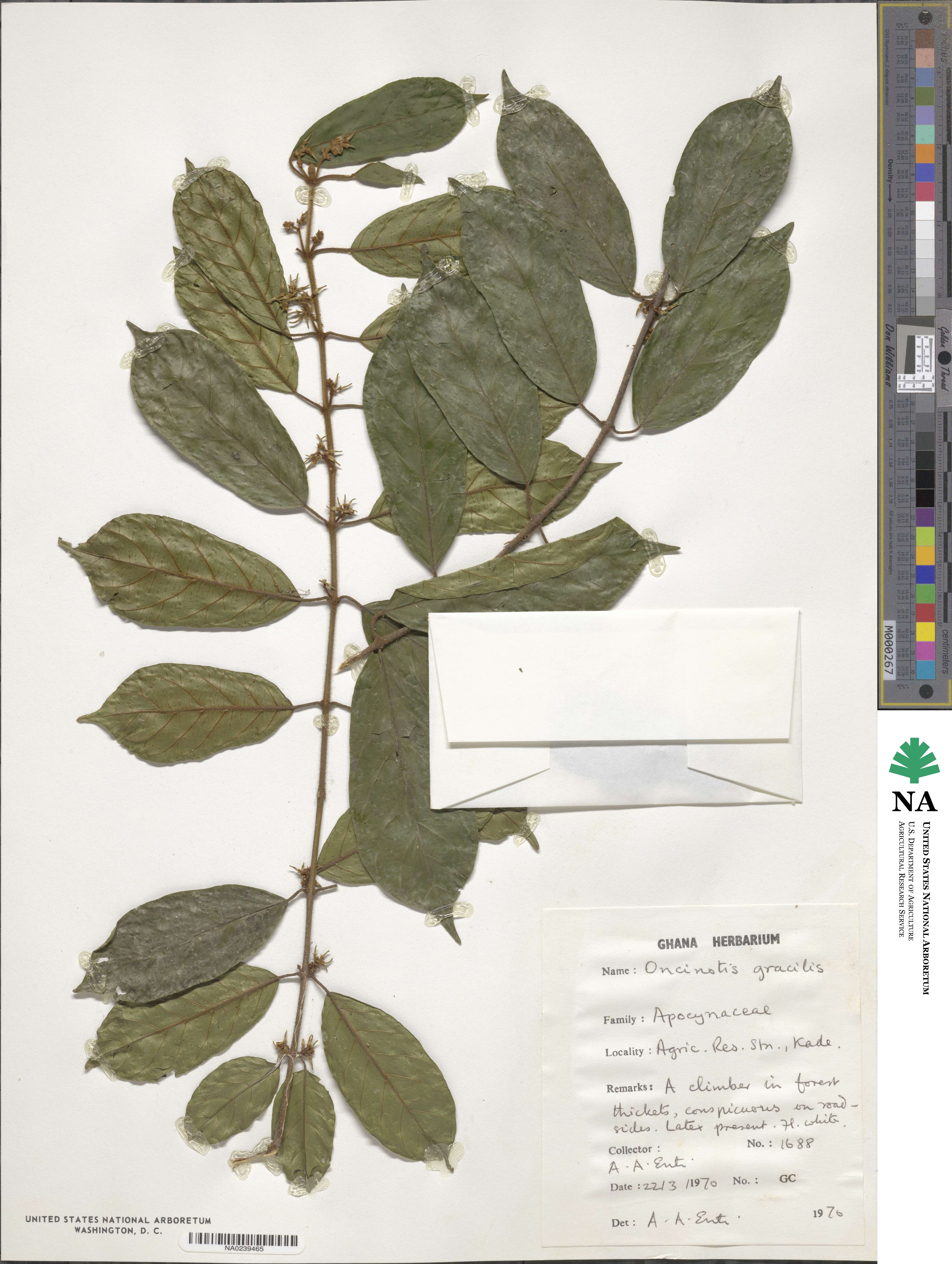 Oncinotis gracilis image