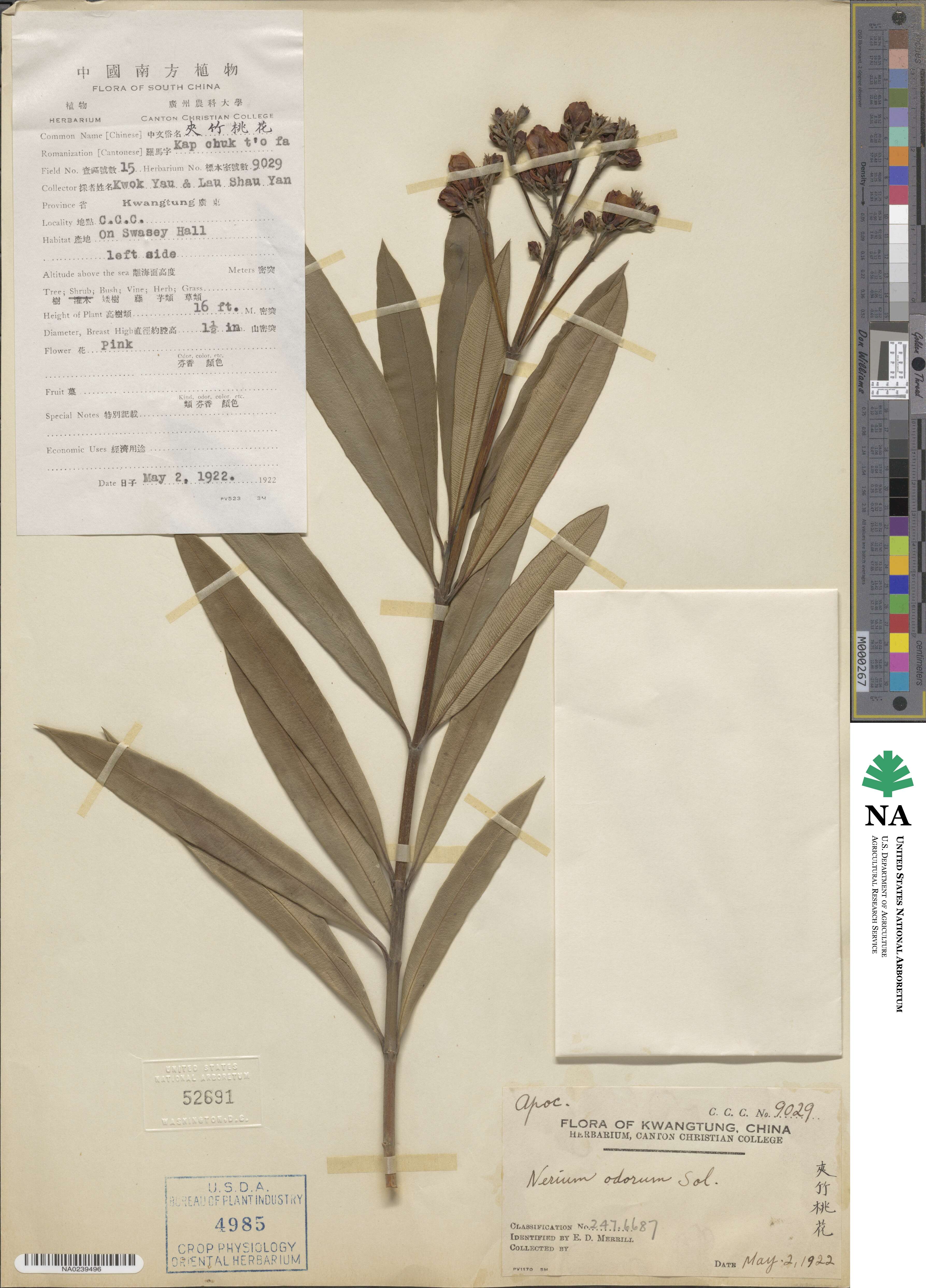 Nerium indicum subsp. indicum image