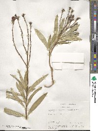 Nerium oleander image
