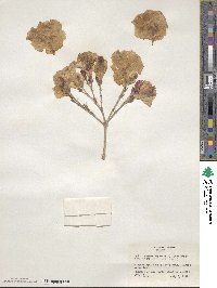 Nerium oleander image