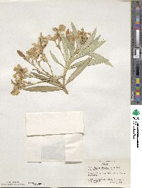 Nerium oleander image