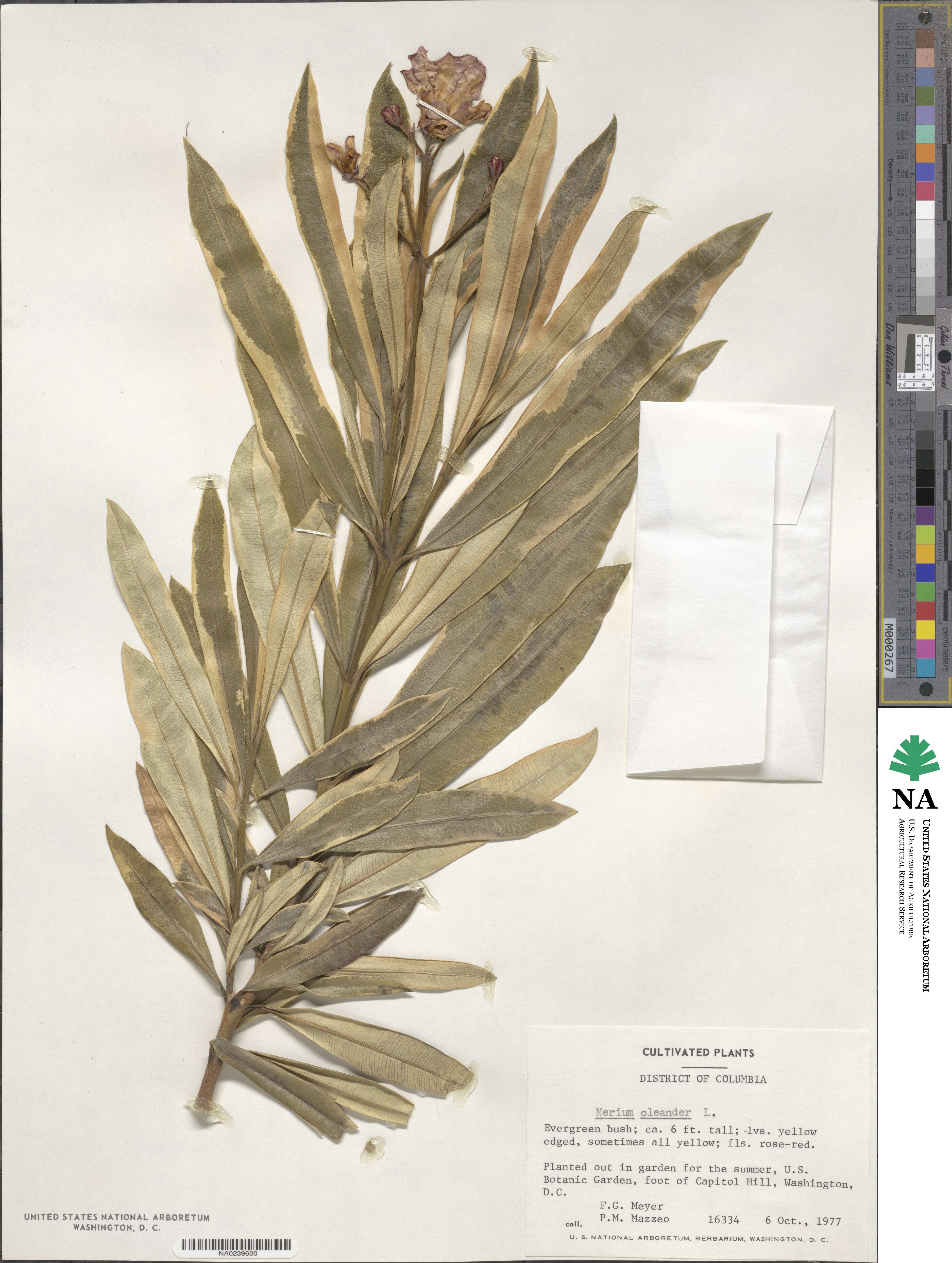 Nerium oleander image
