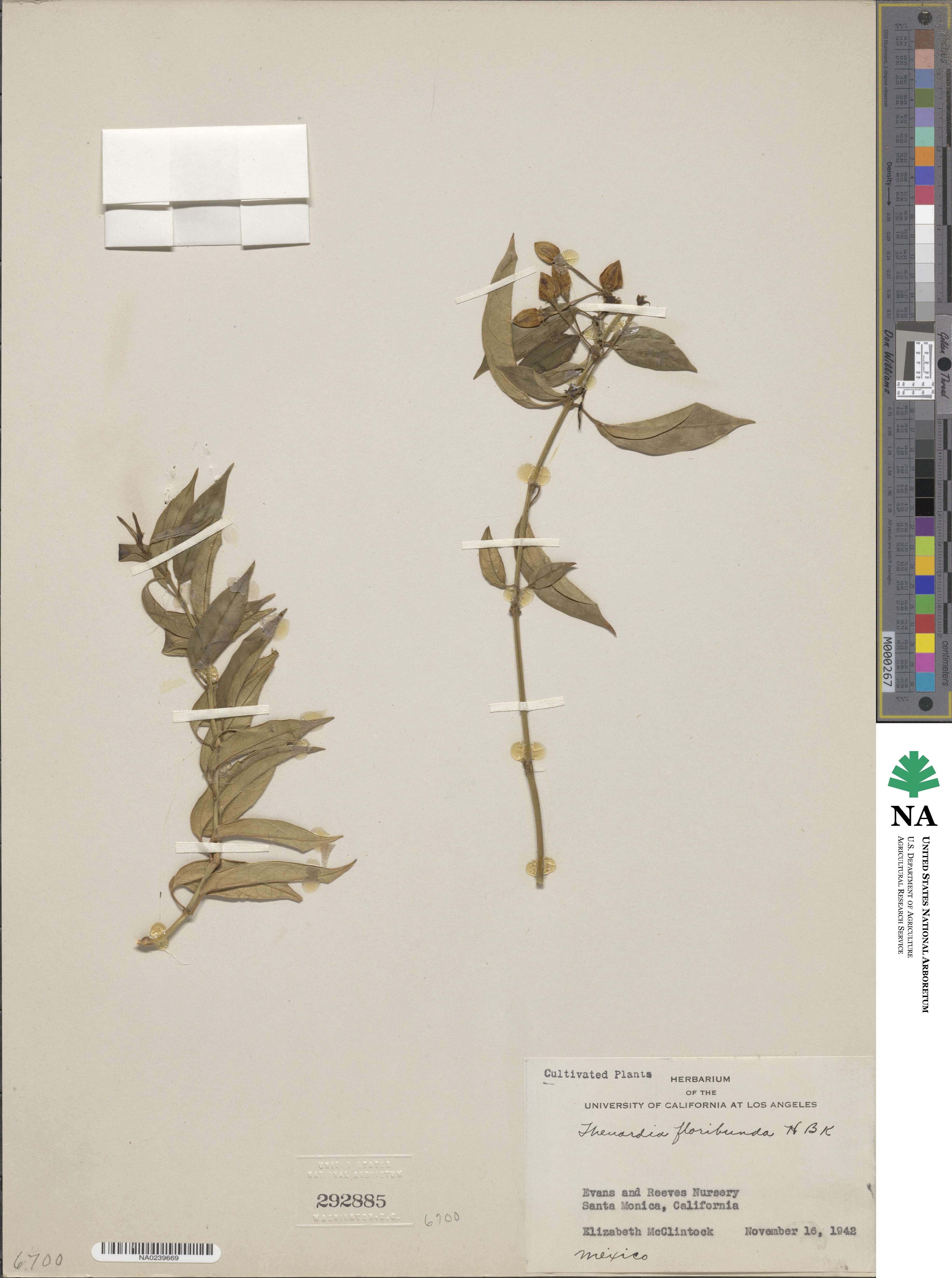 Thenardia image