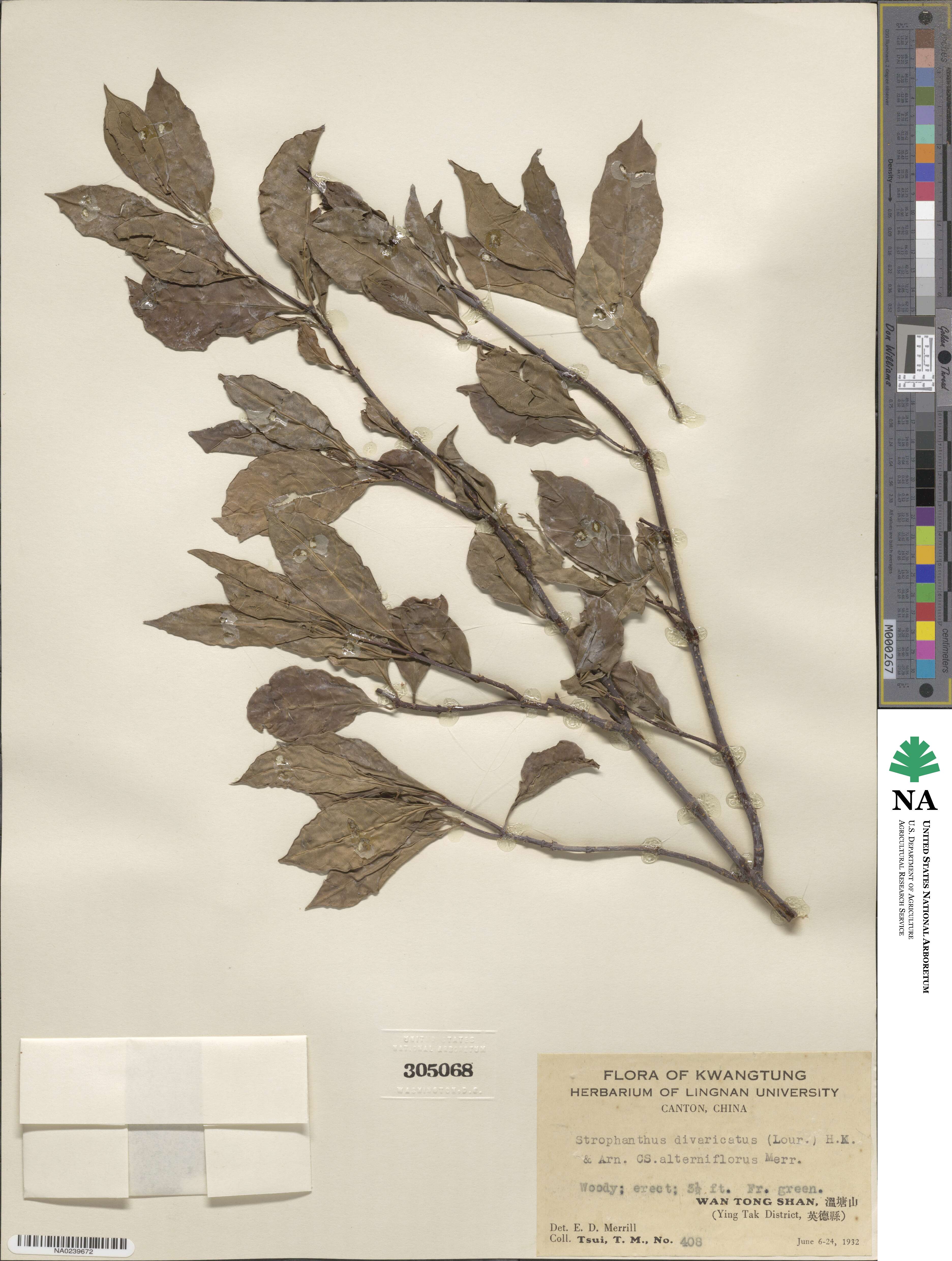 Strophanthus divaricatus image