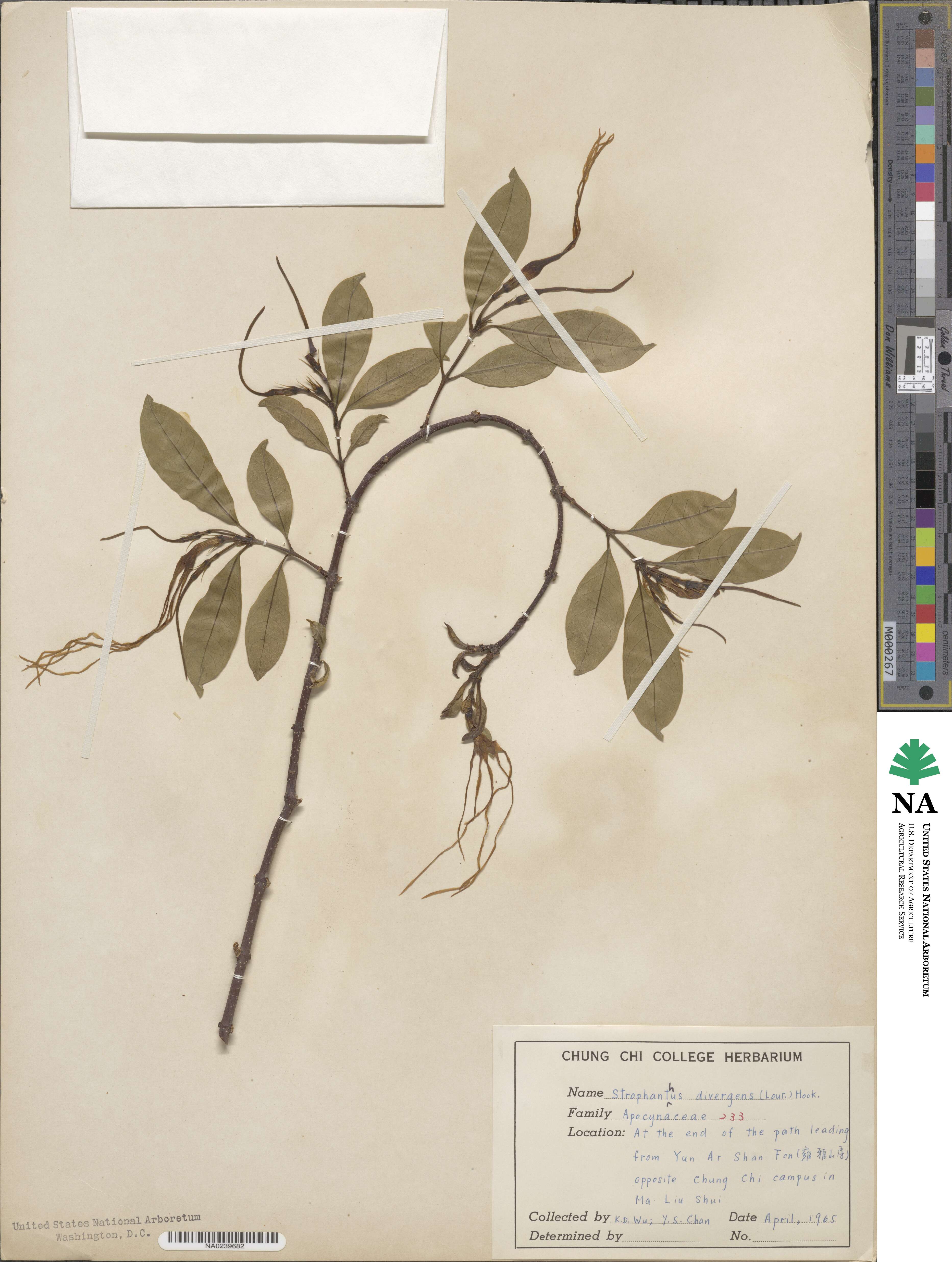 Strophanthus divaricatus image