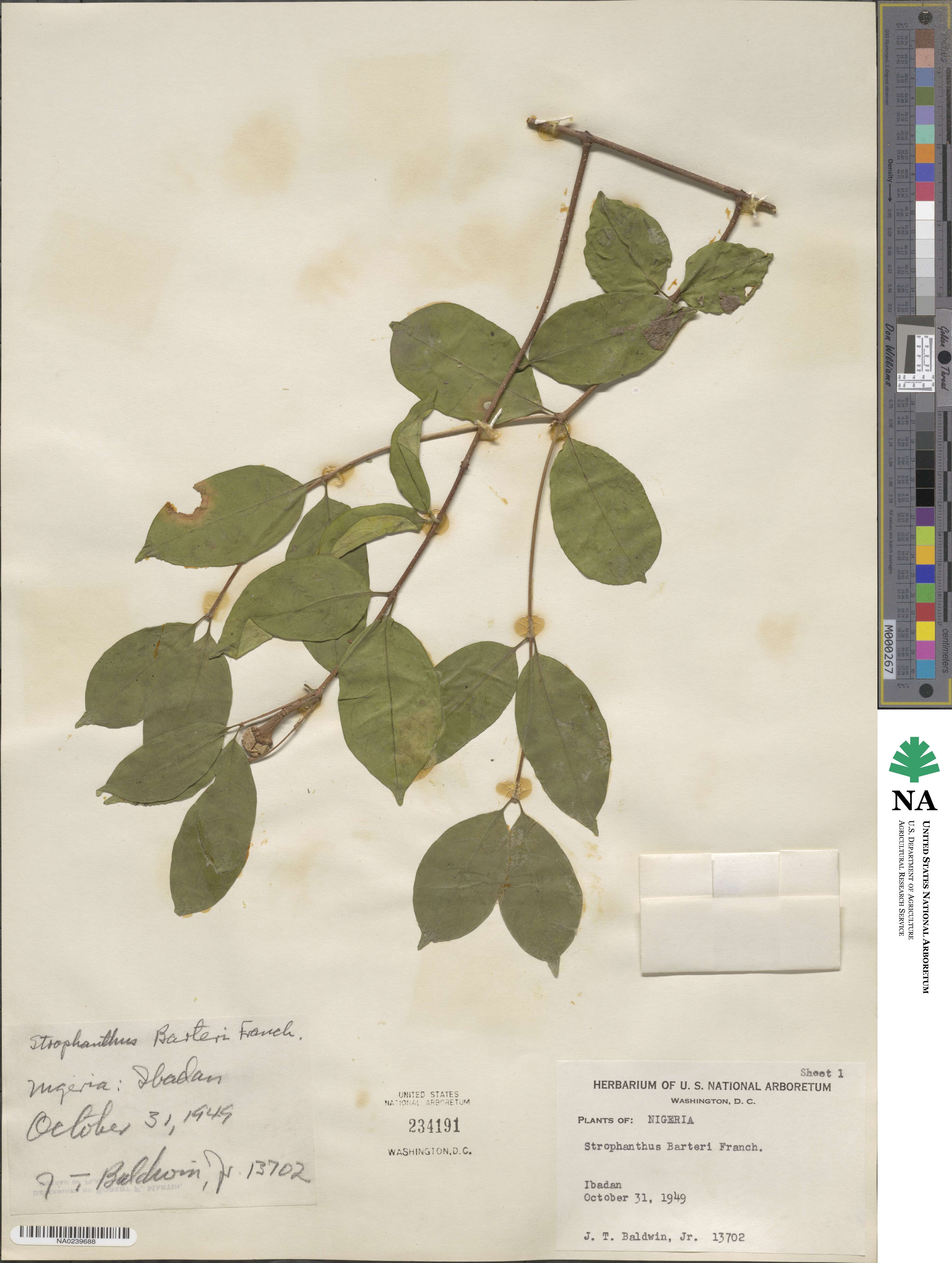 Strophanthus barteri image