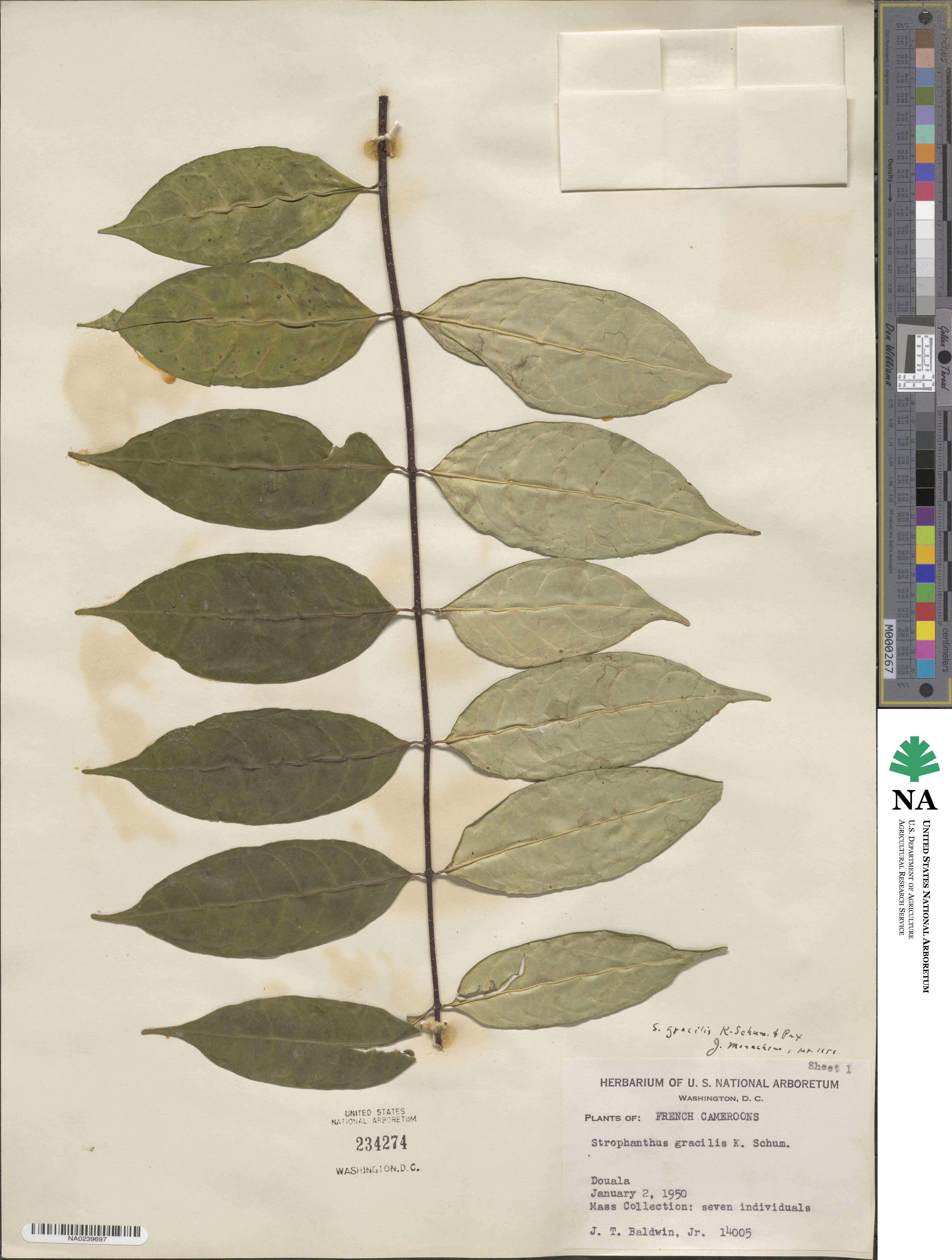 Strophanthus gracilis image