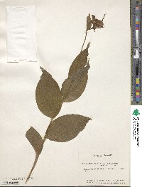 Image of Cypripedium parviflorum