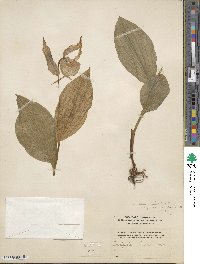 Cypripedium parviflorum var. pubescens image