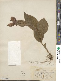 Cypripedium parviflorum var. pubescens image