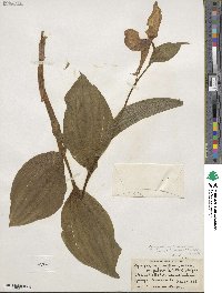 Cypripedium parviflorum var. pubescens image