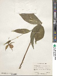 Cypripedium parviflorum var. pubescens image