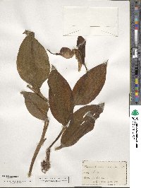 Cypripedium parviflorum var. pubescens image