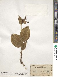 Cypripedium parviflorum var. pubescens image