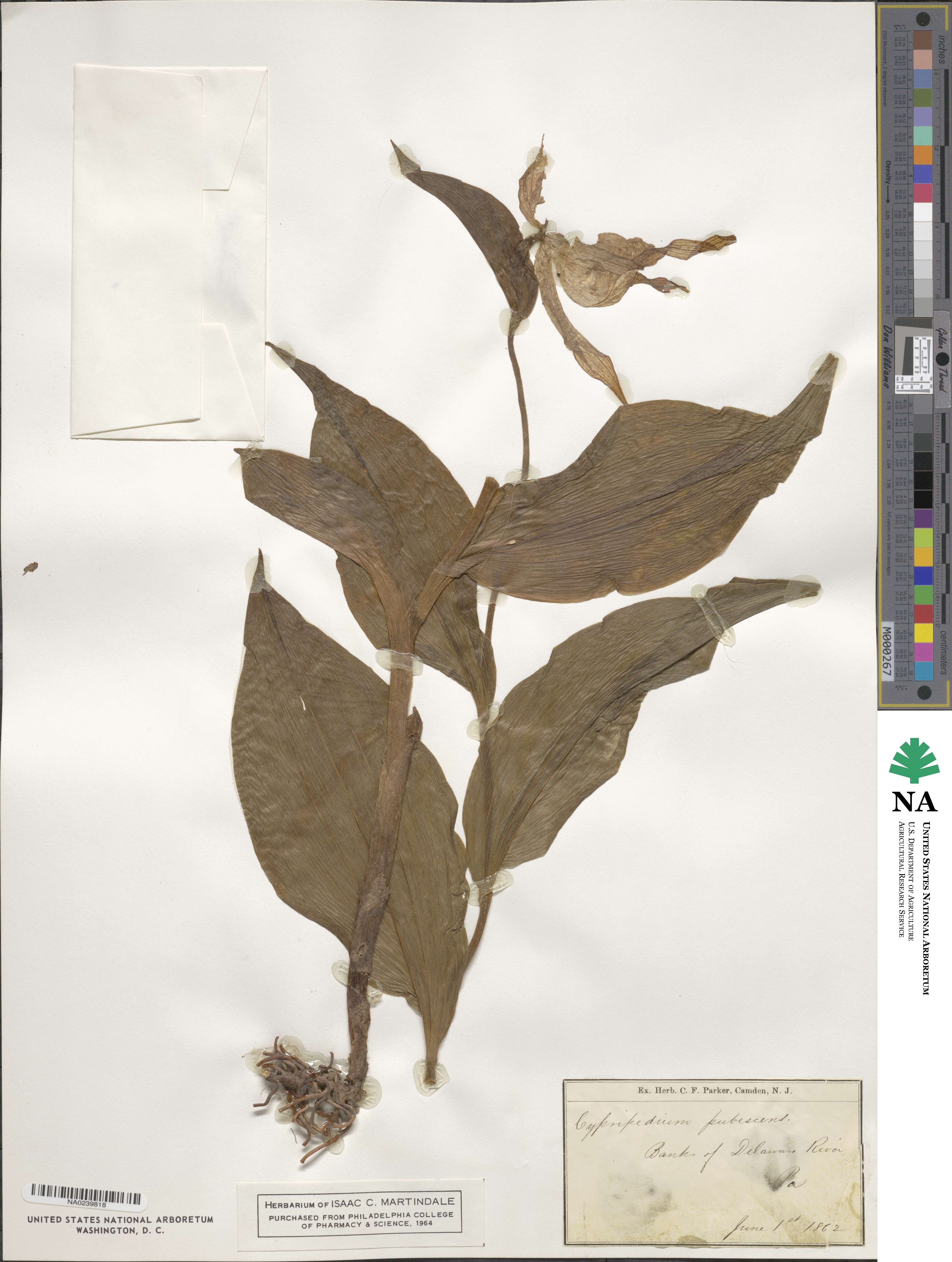 Cypripedium parviflorum var. pubescens image