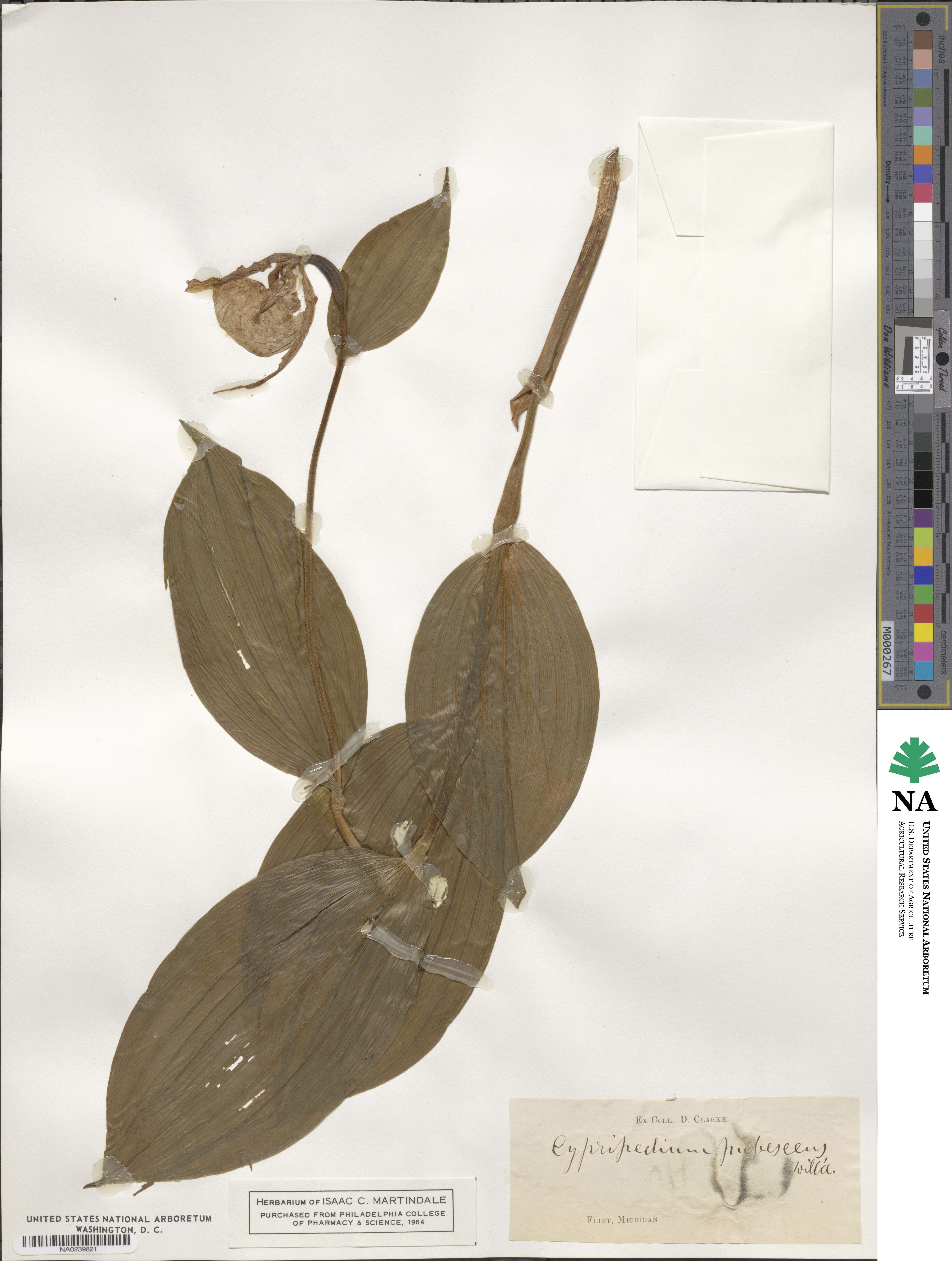 Cypripedium parviflorum var. pubescens image