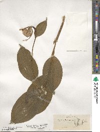 Cypripedium parviflorum var. pubescens image