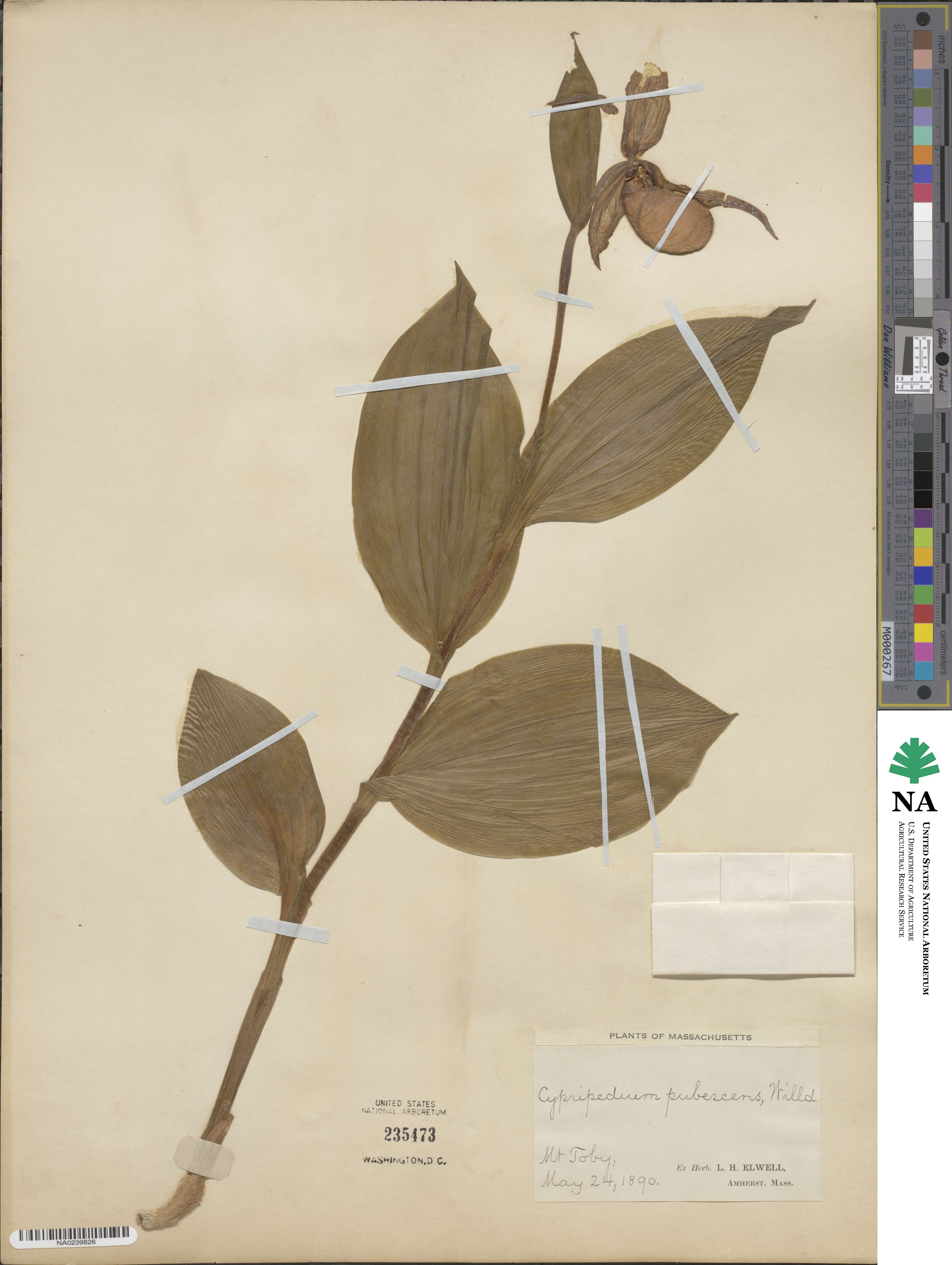 Cypripedium parviflorum var. pubescens image