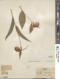 Cypripedium parviflorum var. pubescens image