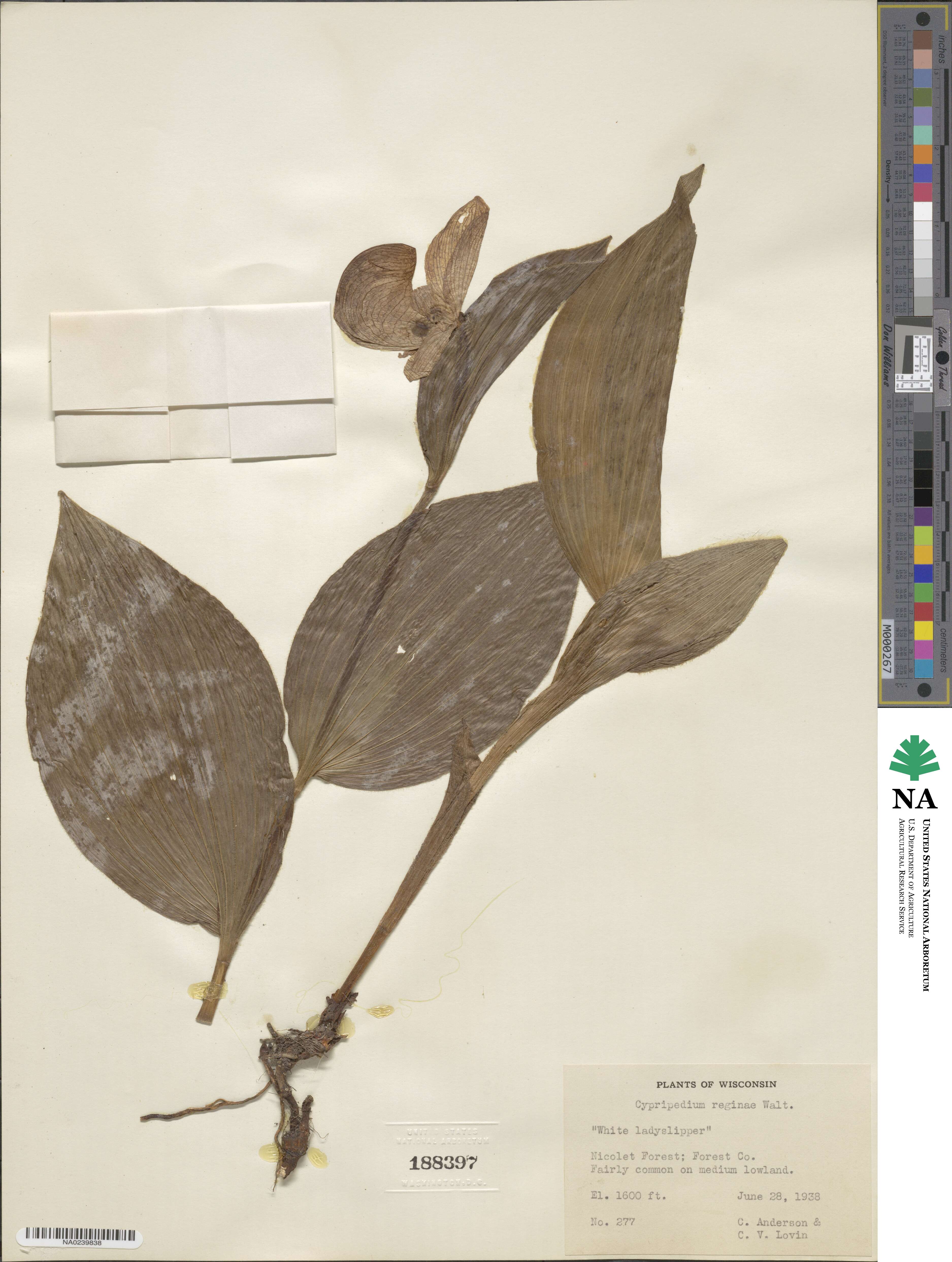 Cypripedium image