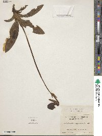 Image of Paphiopedilum argus