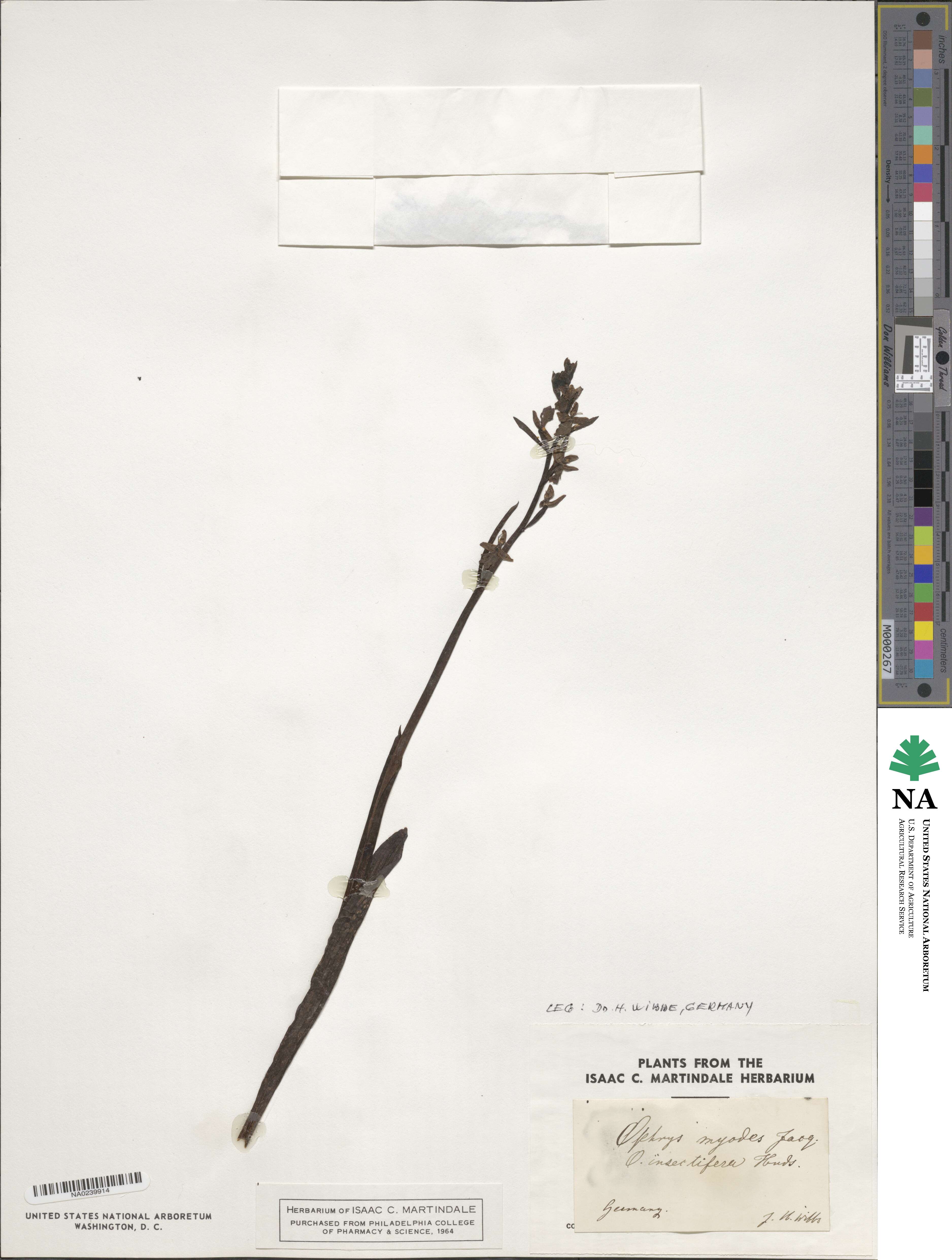 Ophrys myodes image