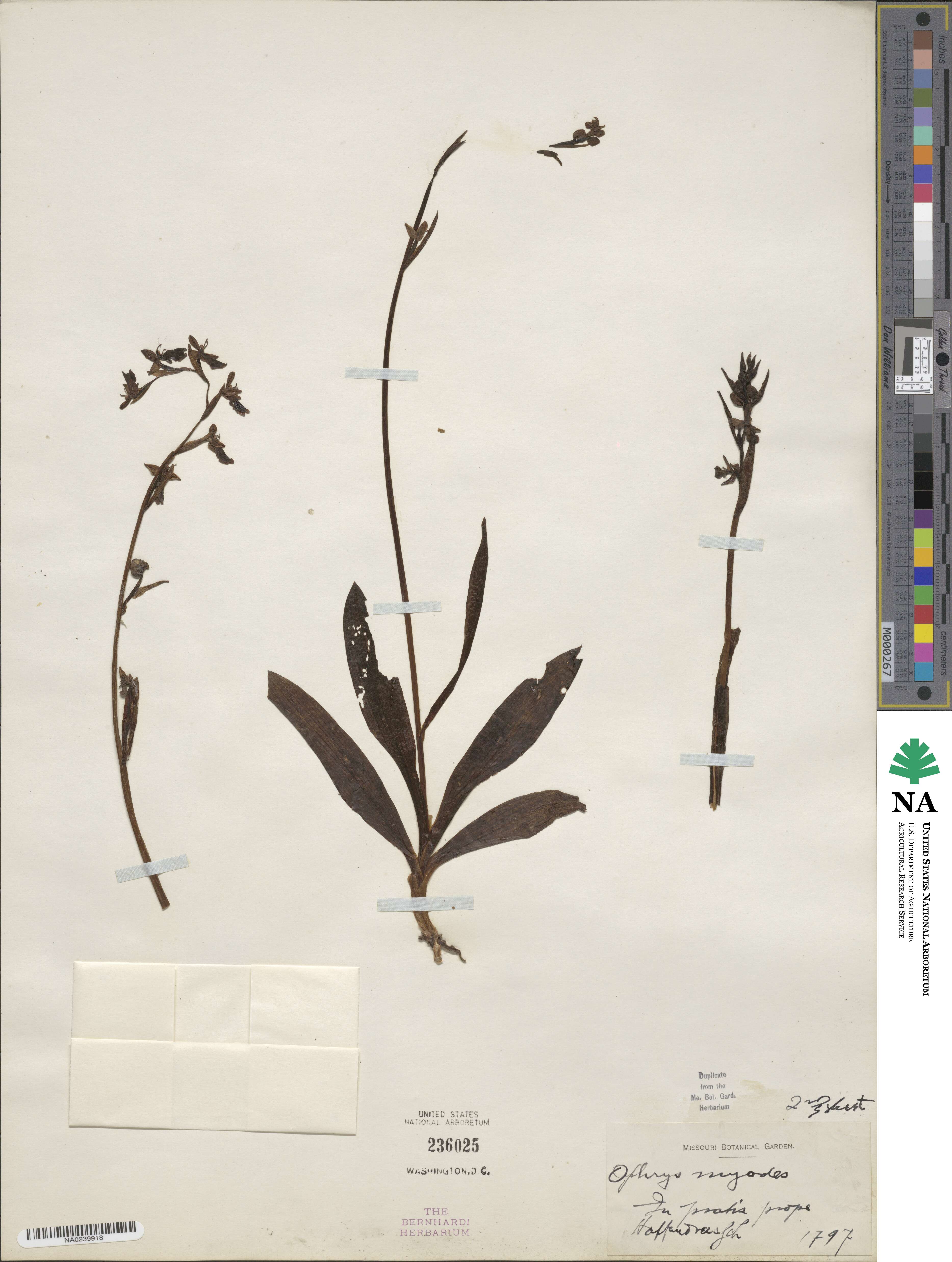 Ophrys myodes image