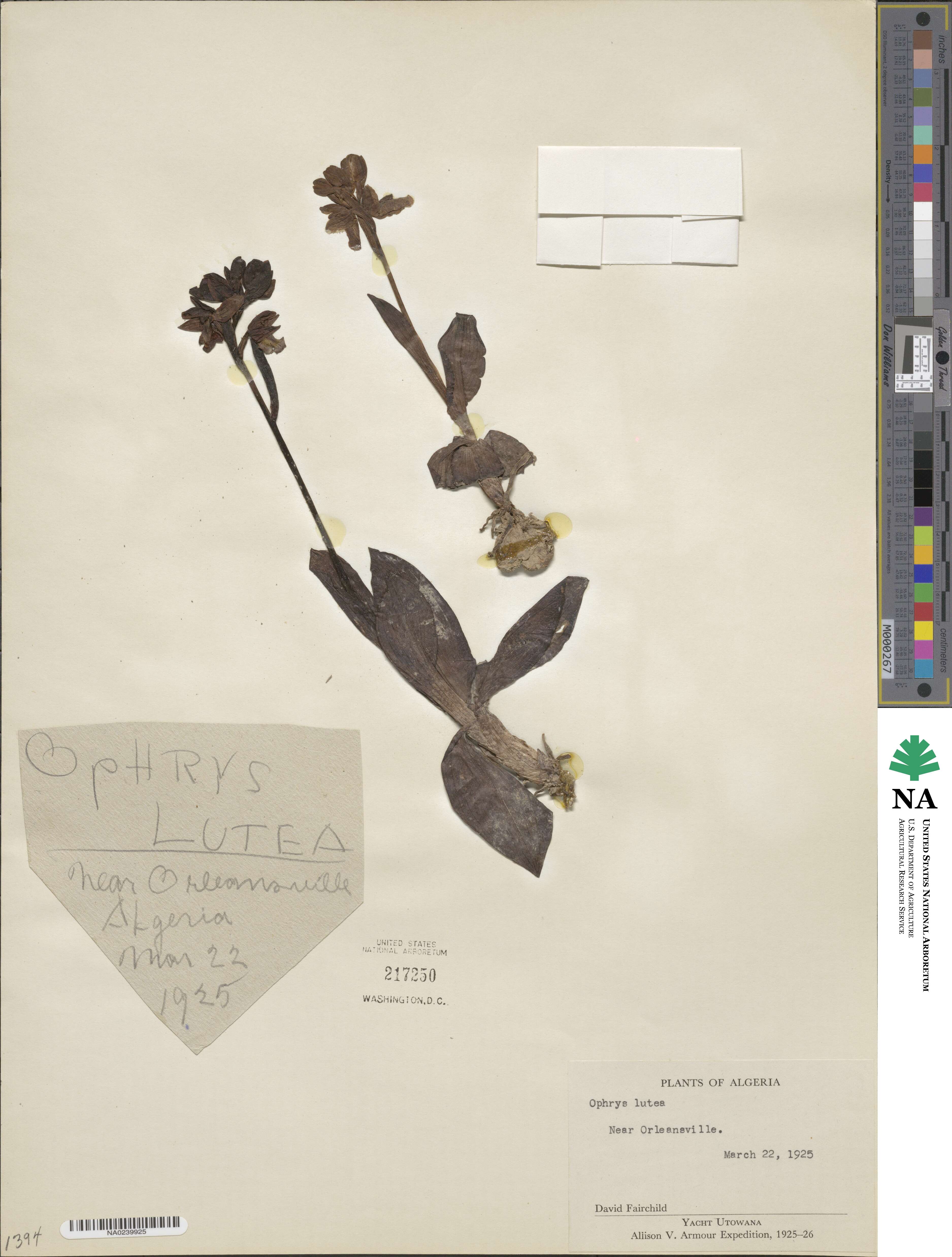 Ophrys image